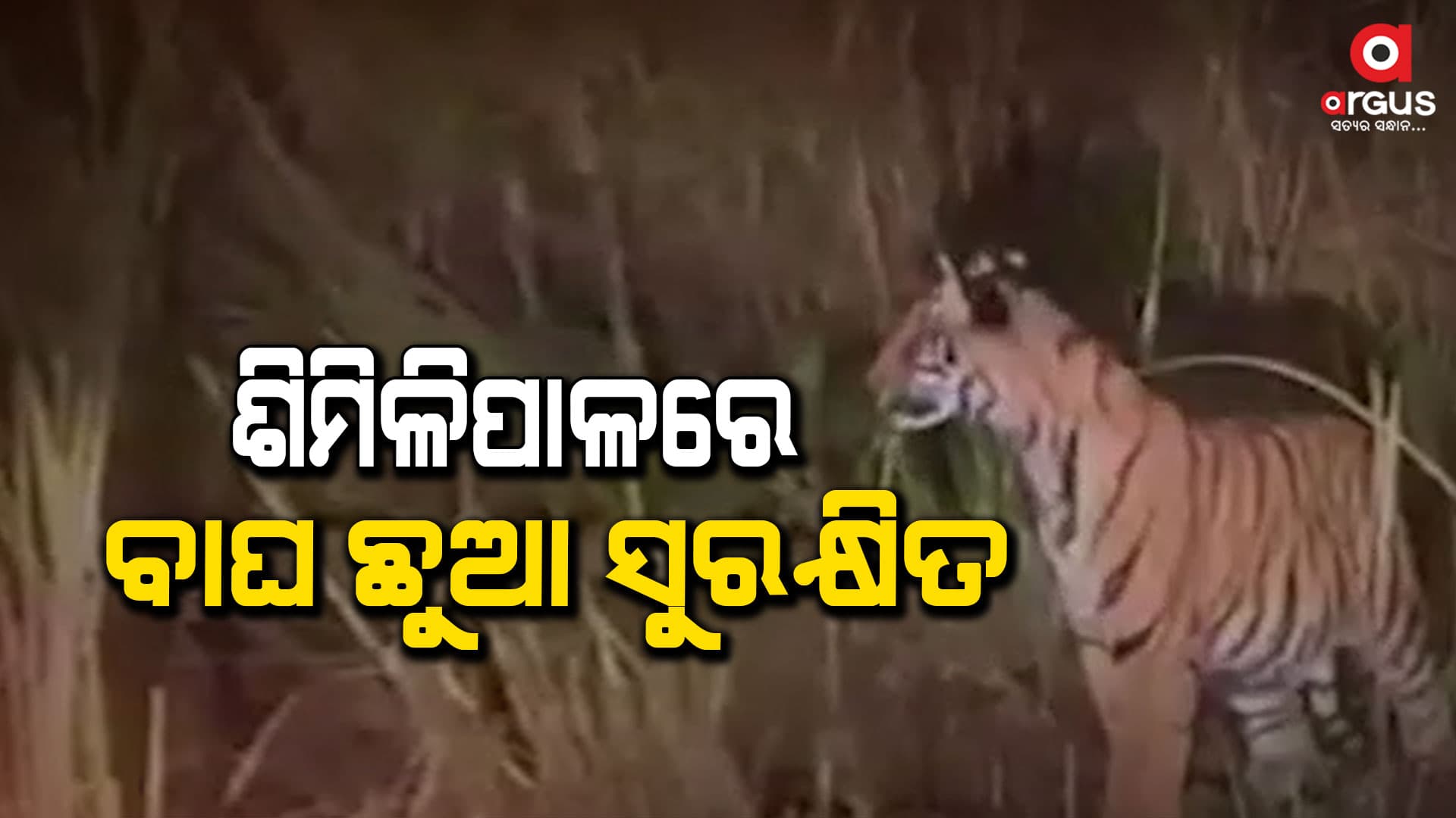 ବଫର ଓ କୋର ଅଂଚଳରେ ନିଆଁ ଲାଗିନି, ବୁଲୁଛନ୍ତି ବାଘ ଛୁଆ