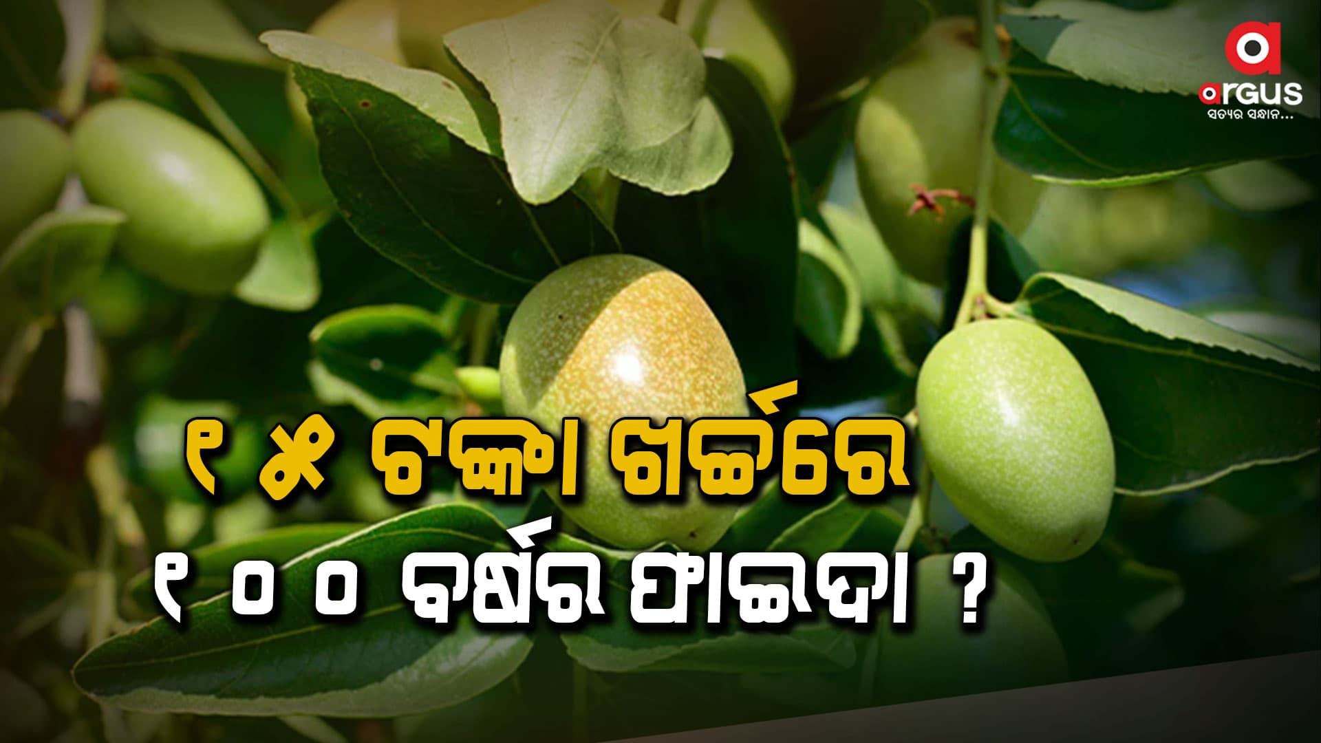 ମାତ୍ର ୧୫ ଟଙ୍କାରେ ୧୦୦ବର୍ଷର ଲାଭ