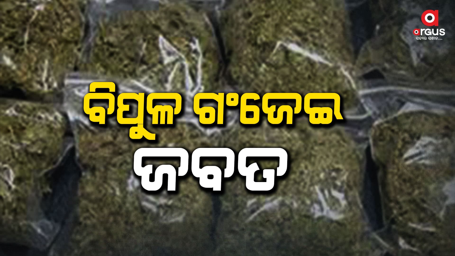 ବିପୁଳ ଗଂଜେଇ ଜବତ, ଦୁଇ ଗିରଫ