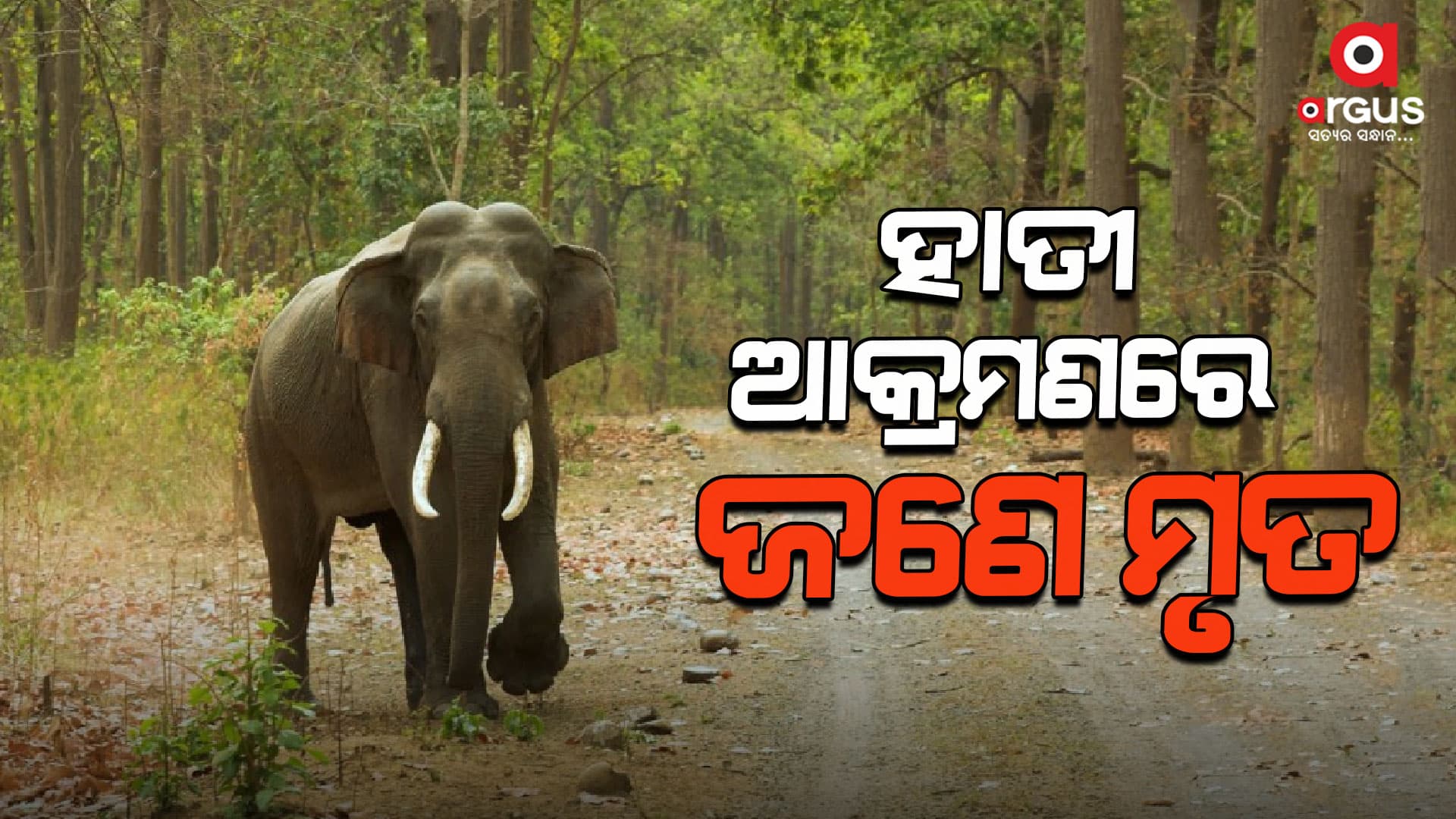 ହାତୀ ଆକ୍ରମଣରେ ଜଣେ ମୃତ, ଜଣେ ଗୁରୁତର