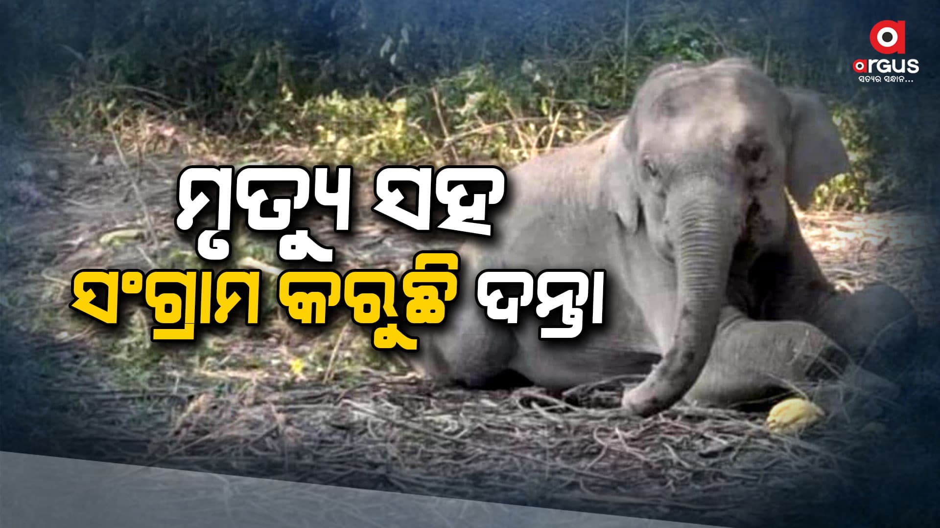 4 ଦିନ ହେଲା ମୃତ୍ୟୁ ସହିତ ସଂଗ୍ରାମ କରୁଛି ଅସୁସ୍ଥ ଗଜରାଜ