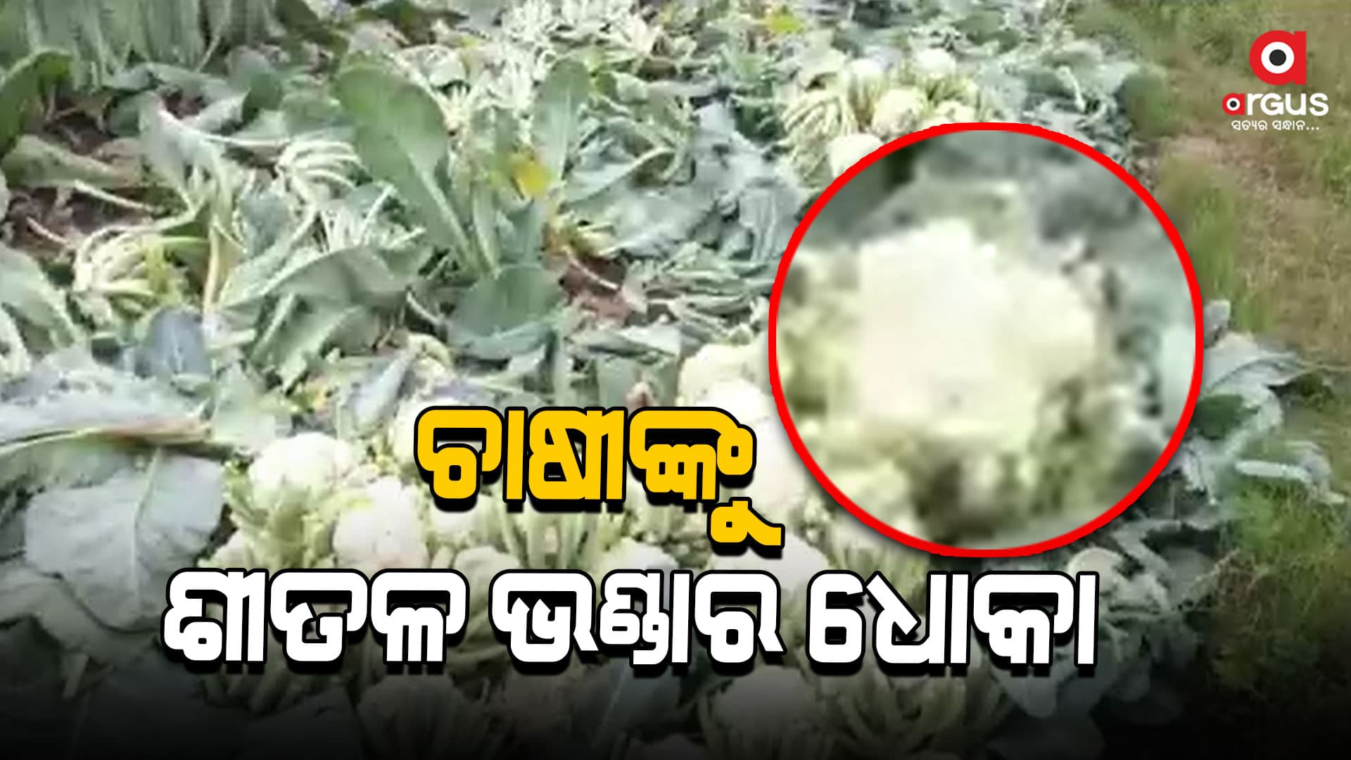 ମୁଖ୍ୟମନ୍ତ୍ରୀଙ୍କ ଜିଲ୍ଲାରେ ଚାଷୀଙ୍କୁ ଶୀତଳ ଭଣ୍ଡାର ଧୋକା
