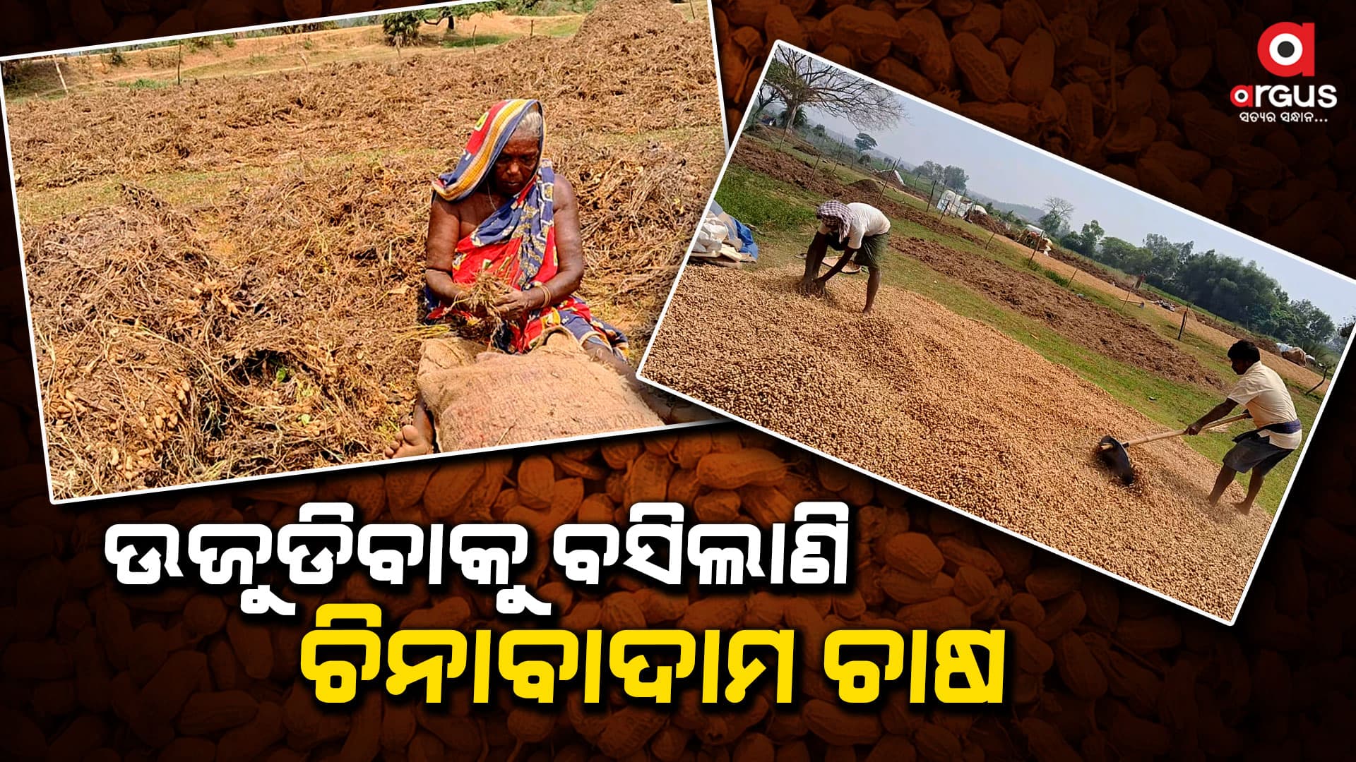 ଚିନାବାଦାମ ଚାଷକୁ ମିଳୁନି ସରକାରୀ ପ୍ରୋଚ୍ଛାହନ