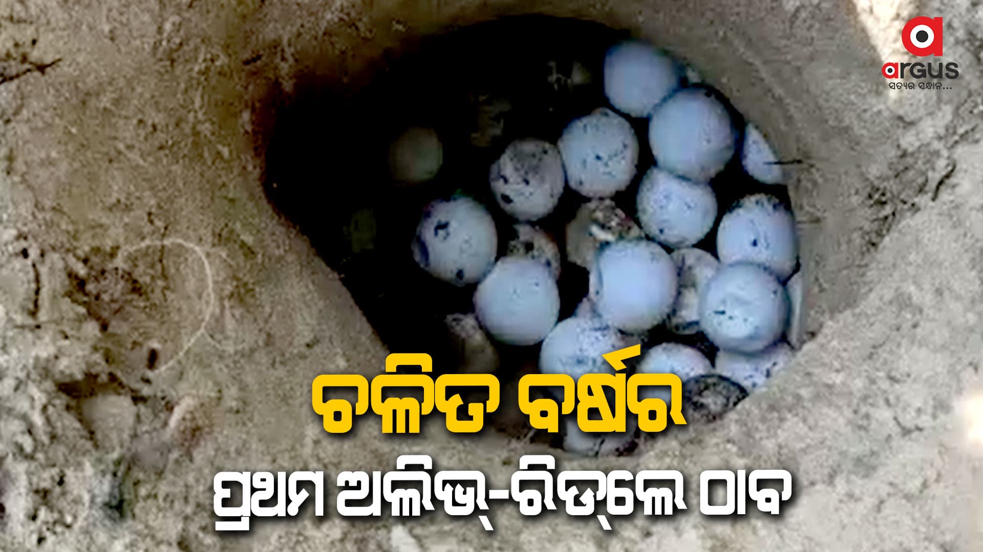 ୧୦୬ଟି ଅଣ୍ଡା ଦେଇଛି ଅଲିଭ୍-ରିଡ୍ଲେ