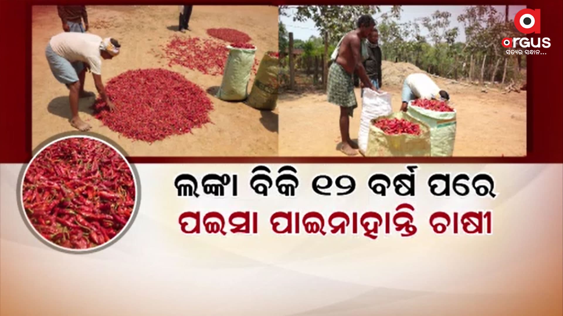 କୁଚିଣ୍ଡା ଲଙ୍କା ଚାଷୀଙ୍କ ଦୁର୍ଦ୍ଦଶା