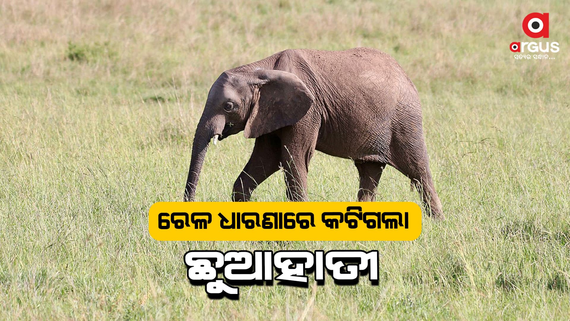 ରେଳ ଧାରଣାରେ କଟିଗଲା ଛୁଆହାତୀ