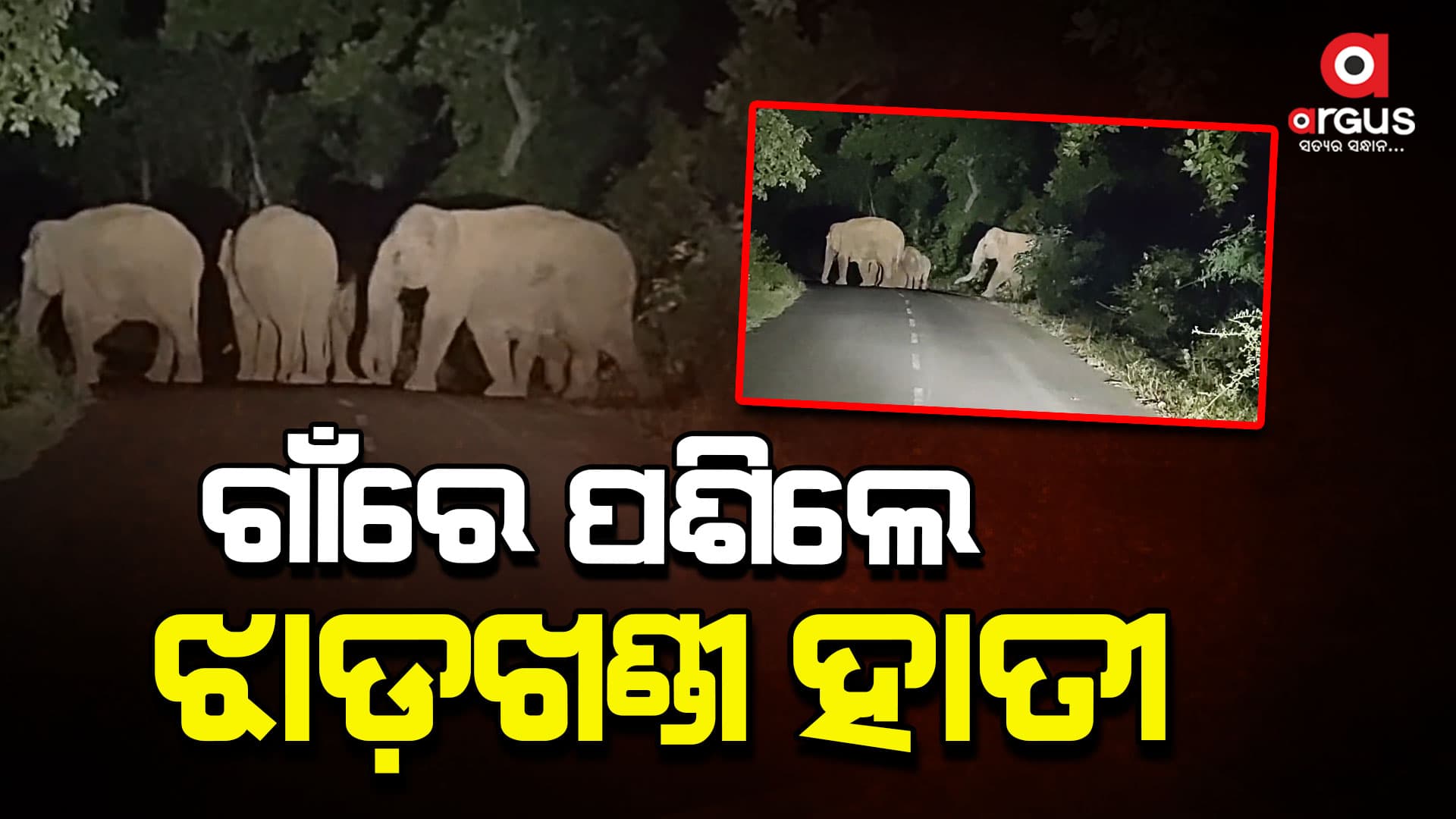 ରାଇବଣିଆ ଅଞ୍ଚଳରେ ୭୦ ଟିକିଆ ଝାଡ଼ଖଣ୍ଡି ହାତୀପଲଙ୍କ ଉପଦ୍ରବ