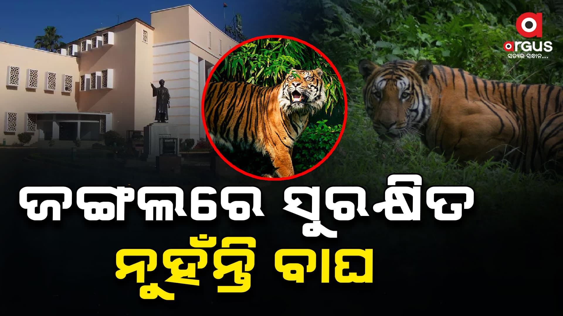 ଜଙ୍ଗଲରେ ସୁରକ୍ଷିତ ନୁହଁନ୍ତି ବାଘ