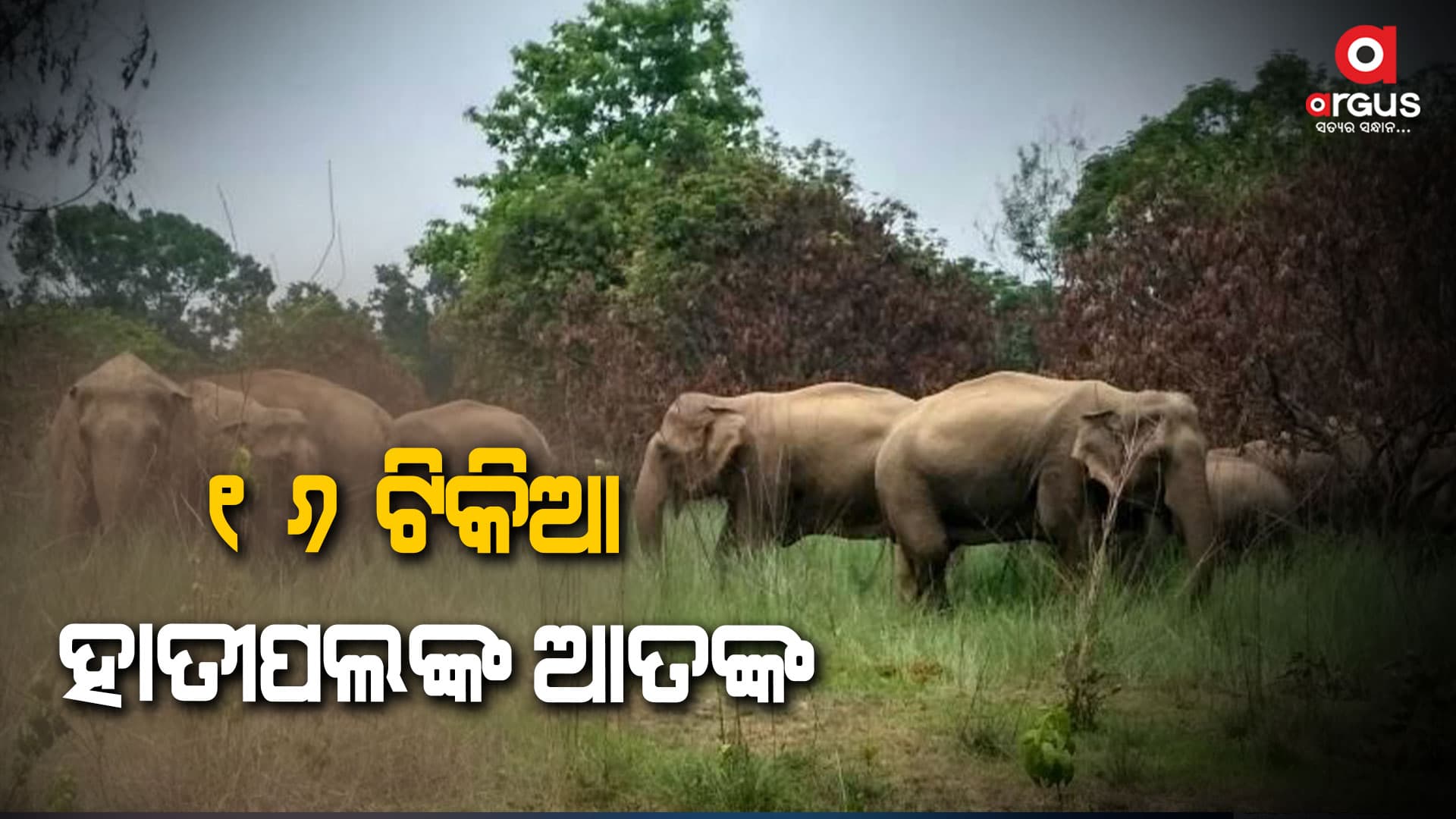 ହାତୀପଲଙ୍କ ଆତଙ୍କ, ଭୟରେ ଲୋକେ