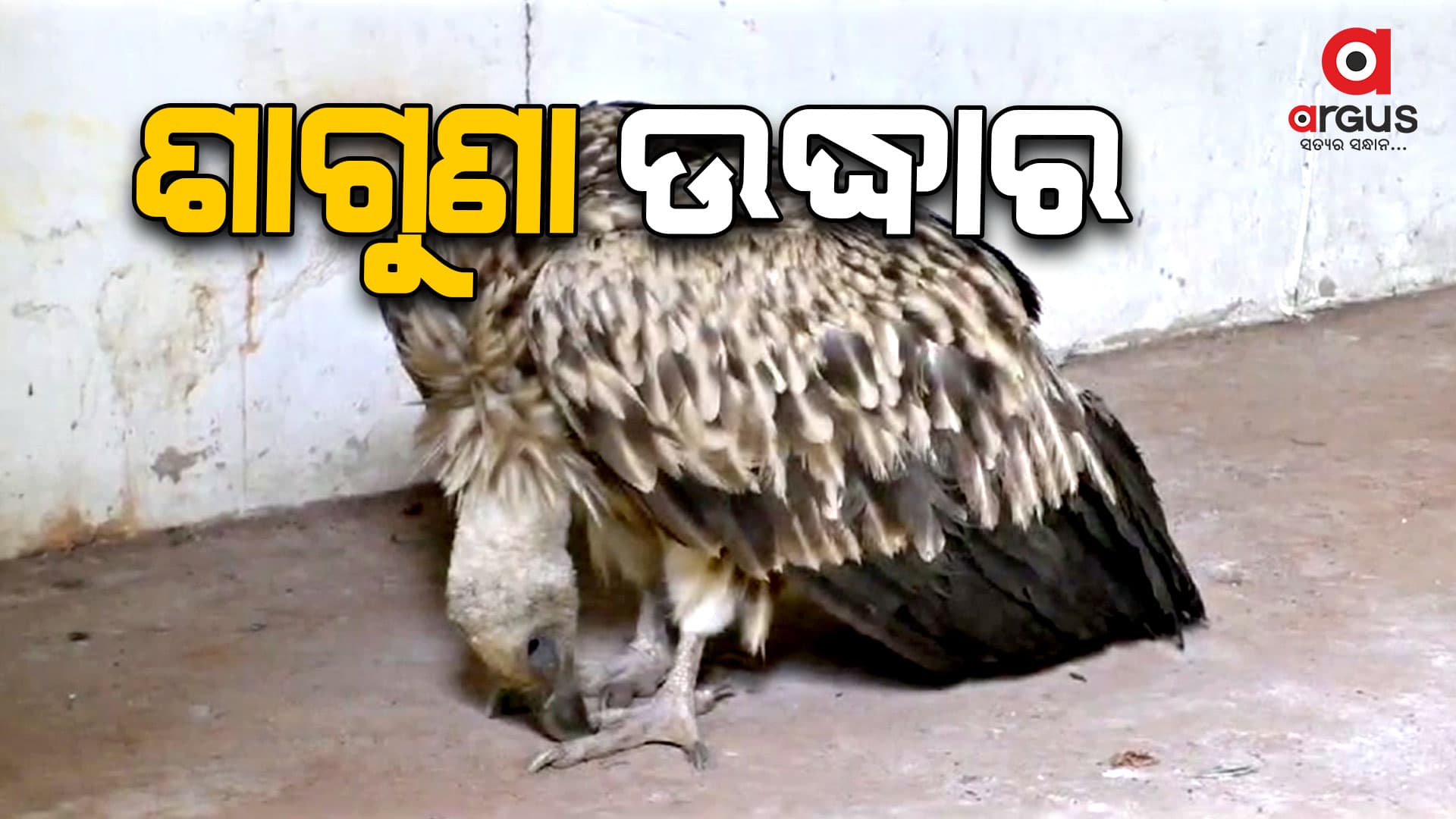 ହିମାଳୟରୁ ଉଡ଼ିଆସିଲା ବିରଳ ପ୍ରଜାତିର ଶାଗୁଣା