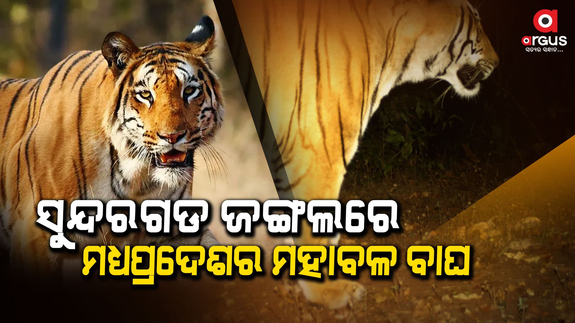 ମଧ୍ୟପ୍ରଦେଶର ସଞ୍ଜୟ ଡୁବ୍ରି ଟାଇଗର ରିଜର୍ଭରୁ ଆସିଥିବା କହିଲେ ପିସିସିଏଫ୍