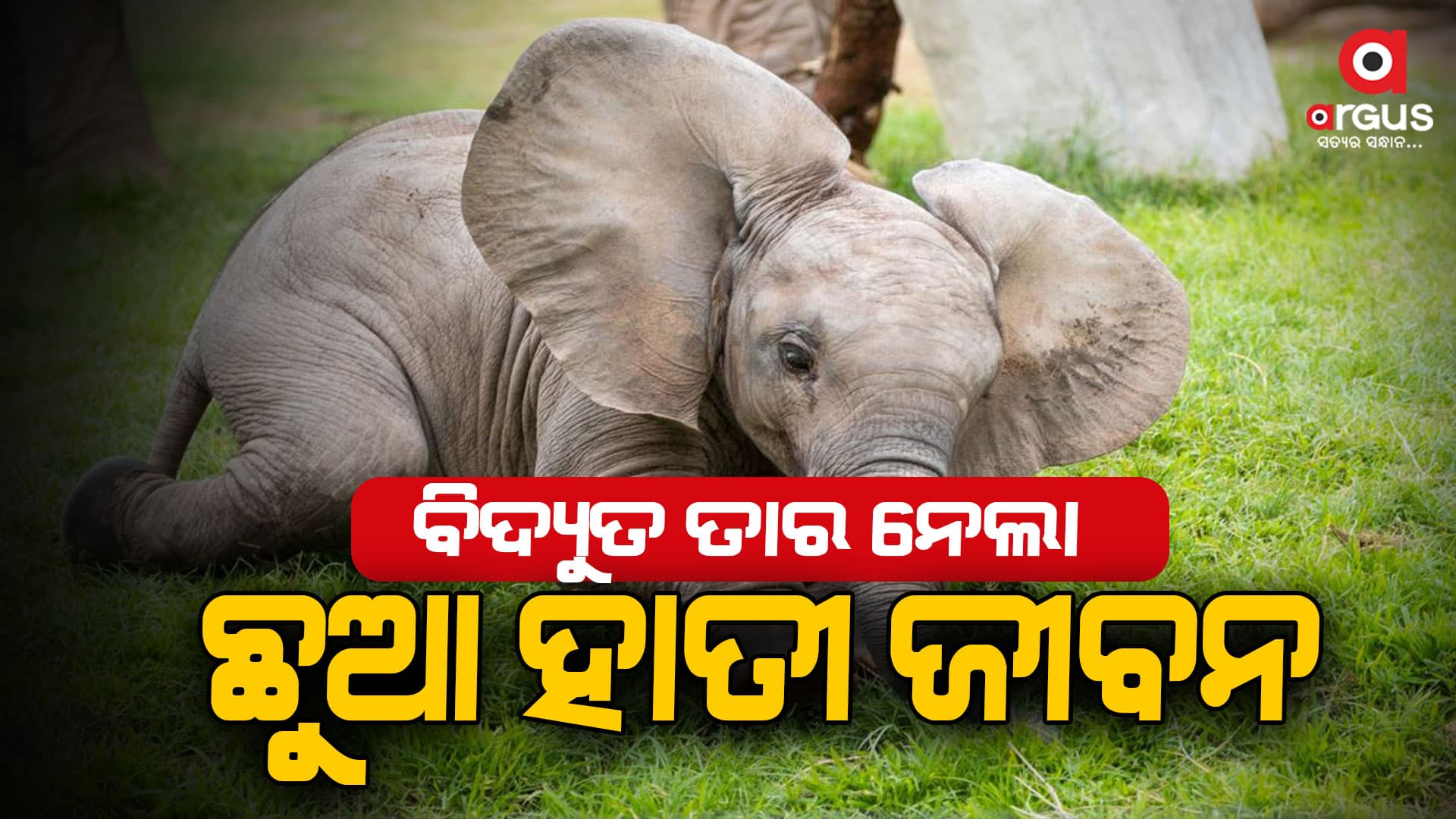 ବିଦ୍ୟୁତ ତାର ସଂସ୍ପର୍ଶରେ ଆସି ମାଈ ହାତୀର ମୃତ୍ୟୁ