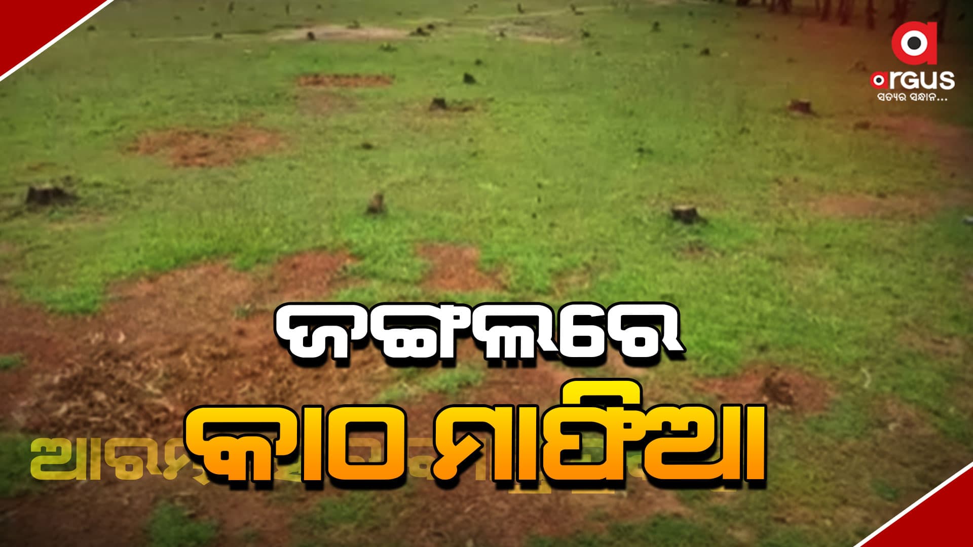 ମୟୂରଭଞ୍ଜ ବାରିପଦା ରେଞ୍ଜ ବୀରେଶ୍ବରପୁରରେ ମାତିଛନ୍ତି କାଠ ମାଫିଆ।