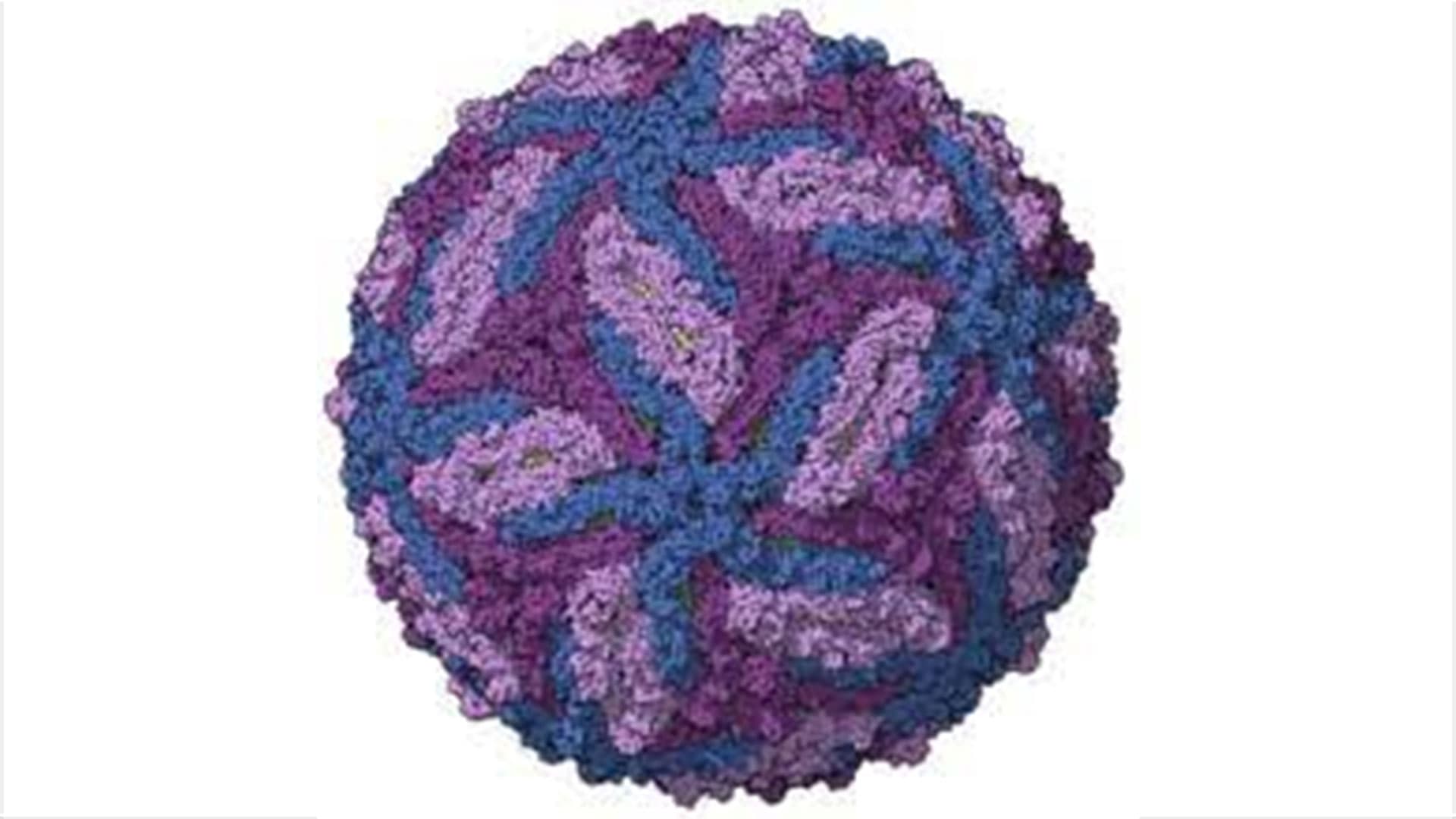 Zika Virus Found In Karnataka District, Govt On High Alert Mode