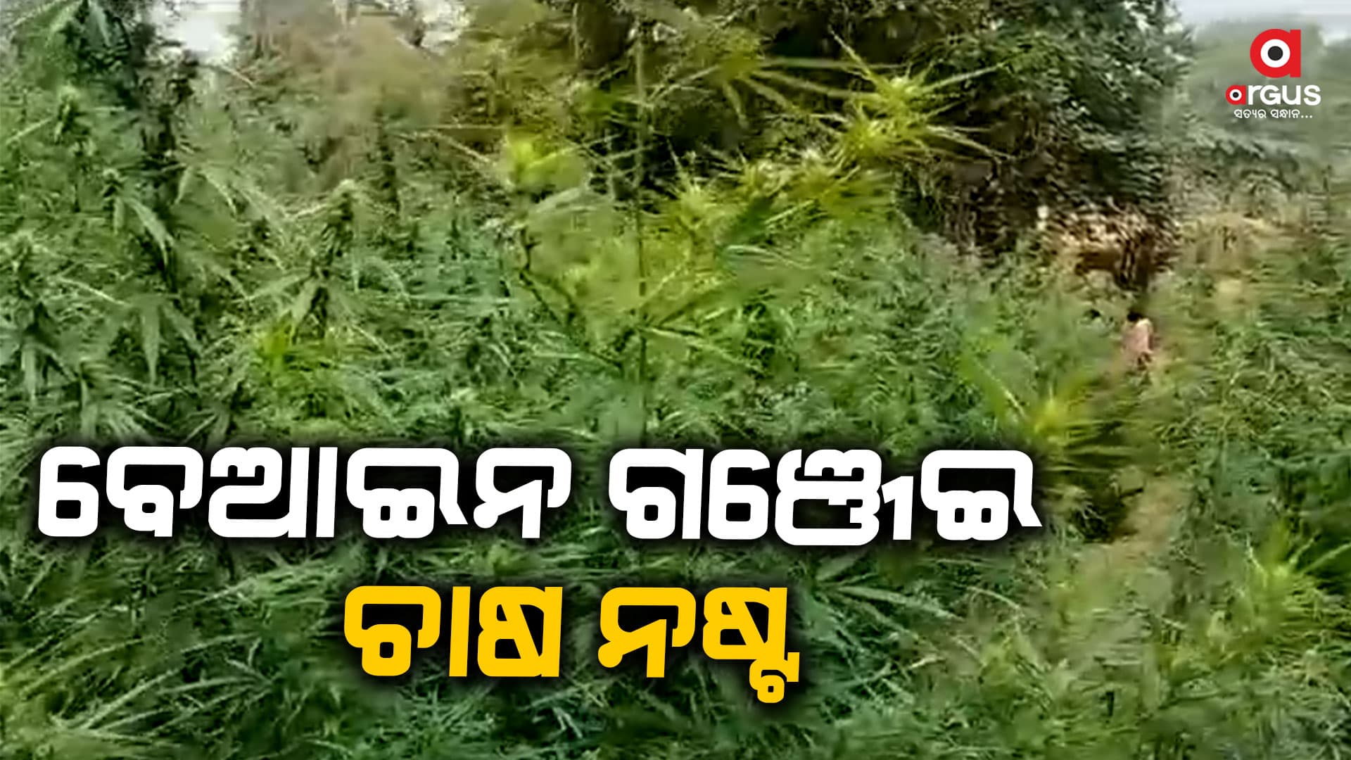 ପୋଲିସର ଚଢ଼ାଉ, ହଜାର ହଜାର ଗଞ୍ଜେଇ ଗଛ ନଷ୍ଟ