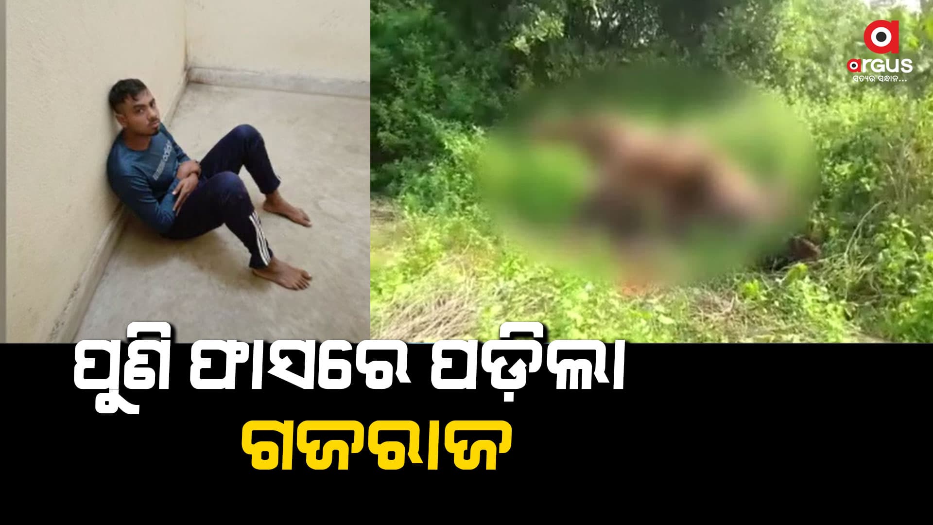 ବିଦ୍ୟୁତ ଫାଶରେ ପଡ଼ି ହାତୀ ମୃତ୍ୟୁ, ଅଭିଯୁକ୍ତକଙ୍କୁ ଗିରଫ କଲା ବନ ବିଭାଗ