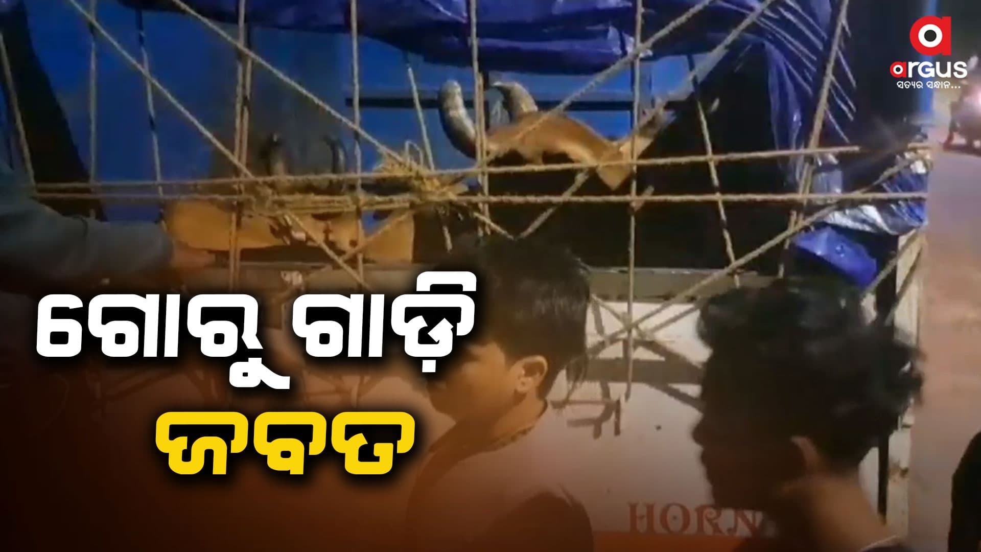 କଣ୍ଟାବାଞ୍ଜିରେ ଗୋରୁ ବୋଝେଇ ପିକଅପ ଭ୍ୟାନ ଅଟକ