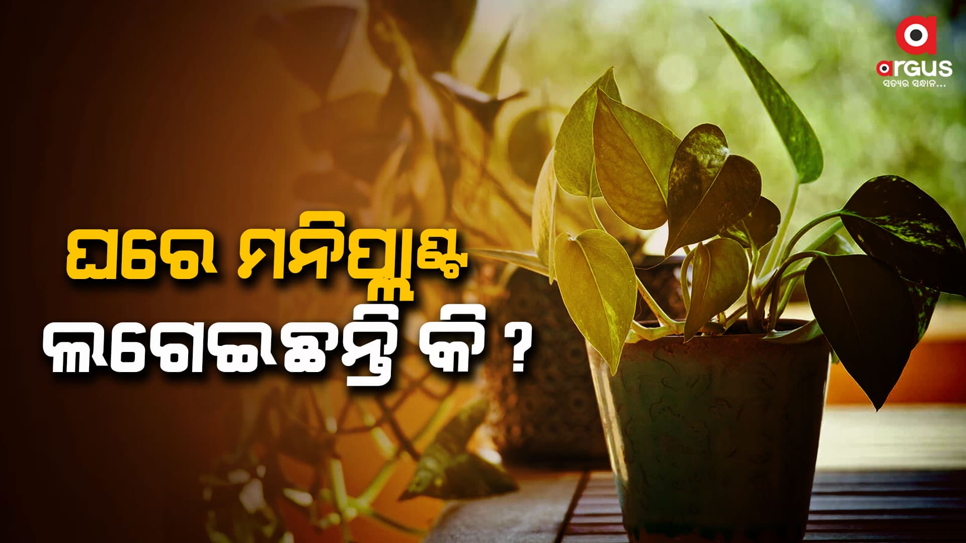 ଭୂଲରେ ବି ଘରେ ଏହିଭଳି ଲଗାନ୍ତୁନି ମନି ପ୍ଲାଣ୍ଟ