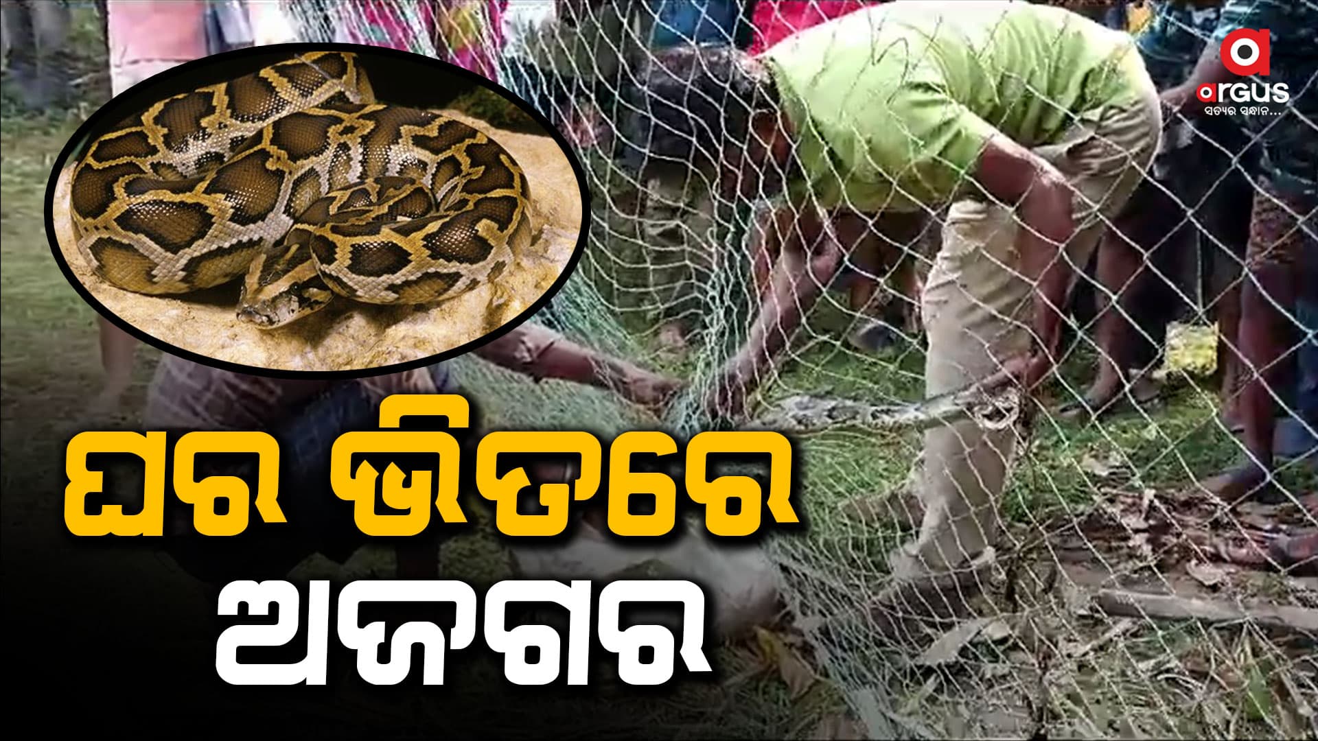 ୧୦ ଫୁଟ୍ ଲମ୍ବର ଅଜଗର ଉଦ୍ଧାର