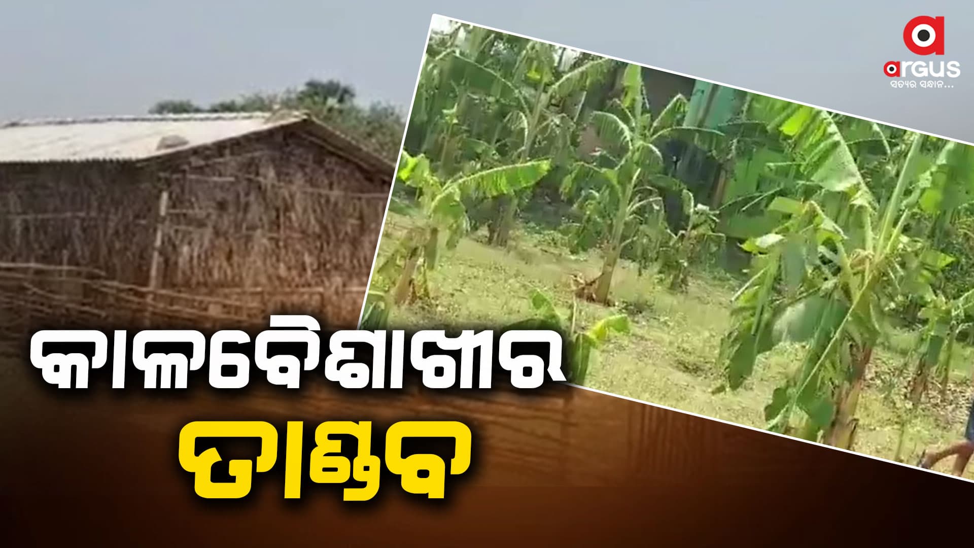 କାଳବୈଶାଖୀର ତାଣ୍ଡବ : ମାର୍ଶାପାଳ ଗାଁରେ ଉଜୁଡିଲା ସୁନାର ଫସଲ