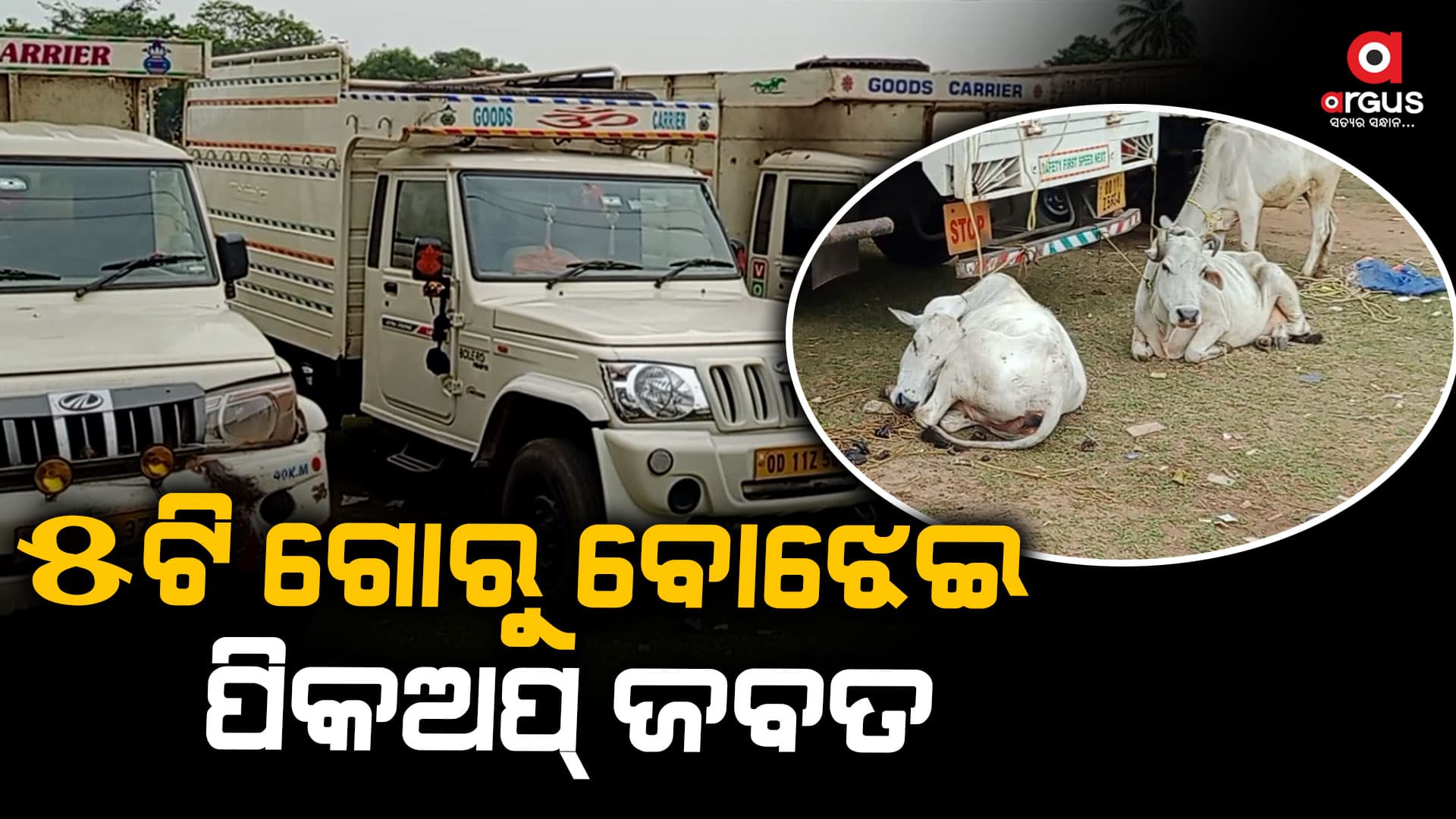 ୫ଟି ଗୋରୁ ବୋଝେଇ ପିକଅପ୍ ସହ ୧୩ ଗୋ ମାଫିଆ ଗିରଫ