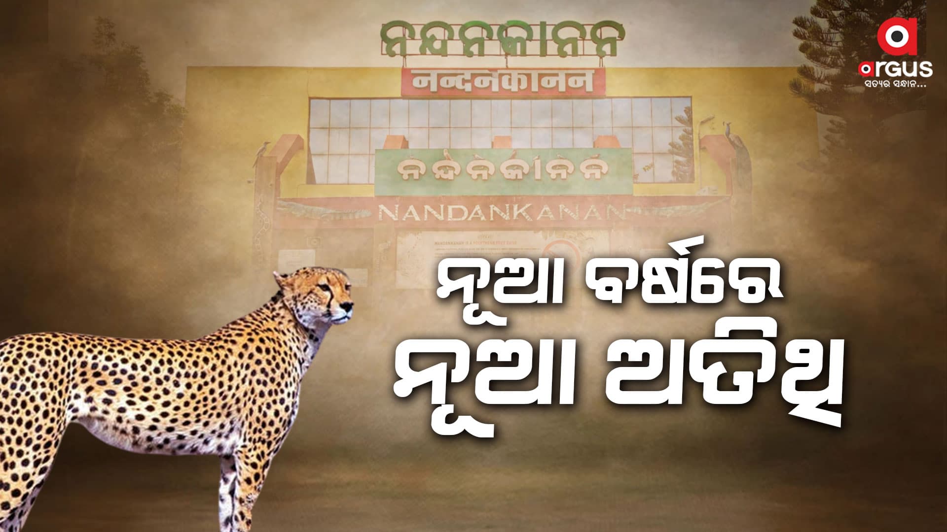 ନୂଆ ବର୍ଷରେ ଆସିବେ ଚିତା ବାଘ ଓ ଧଳା ସିଂହ