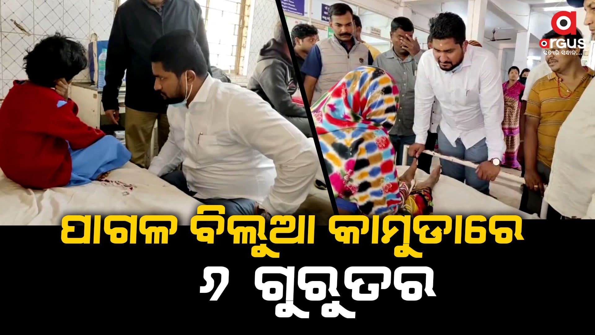 ବିଲୁଆ କାମୁଡାରେ 6 ଗୁରୁତର, ଆହତଙ୍କୁ ଭେଟିଲେ ସୁରଜ ସୂର୍ଯ୍ୟବଂଶୀ