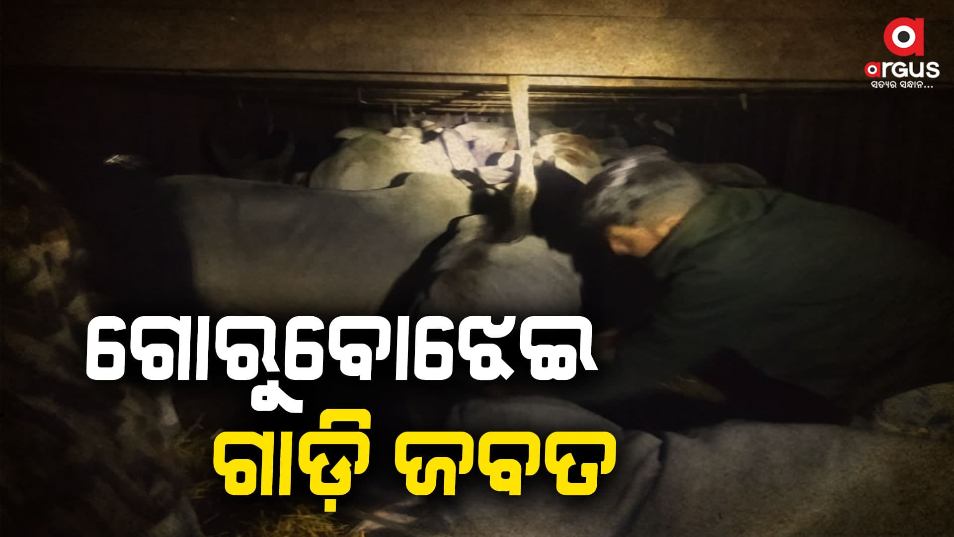 ଗୋଚାଲାଣ ବେଳେ କଣ୍ଟେନର ସହ ୪୦ରୁ ଉର୍ଦ୍ଧ ଗୋରୁ ଜବତ