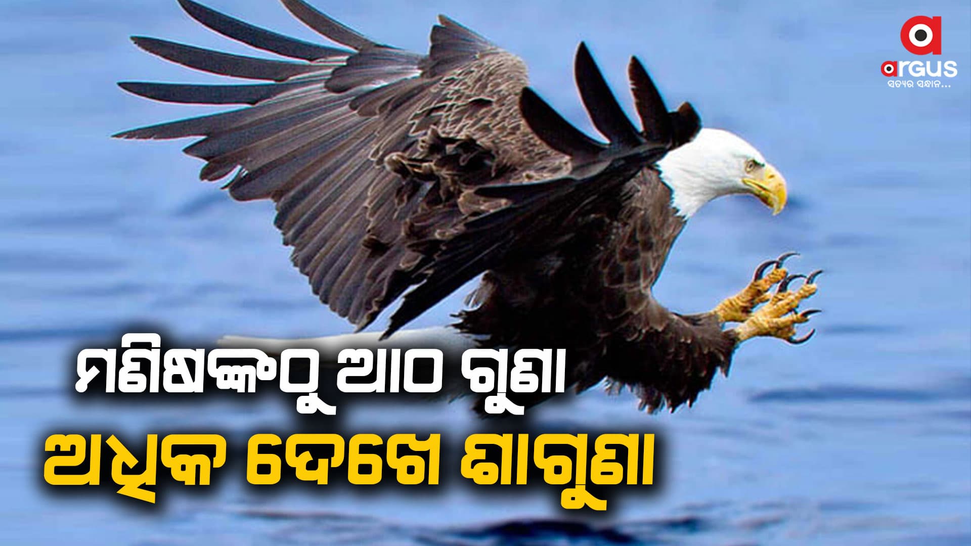 ଶାଗୁଣାର ଆଖି ପ୍ରାୟ ୪ ମେଗା ପିକ୍ସେଲ କିନ୍ତୁ ଏହାର ରେଜୋଲୁସନ ଜବରଦସ୍ତ