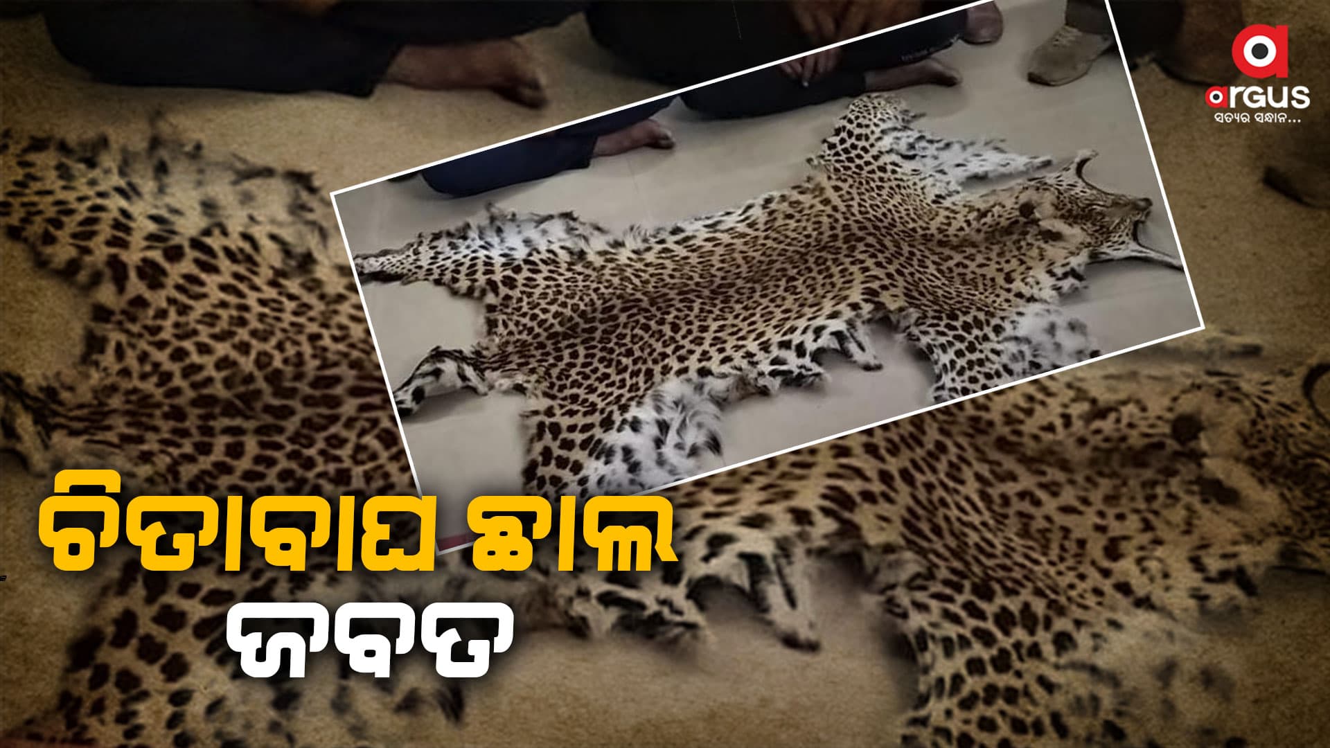 ବନ ବିଭାଗ ଦ୍ୱାରା ଚିତାବାଘ ଛାଲ ଜବତ