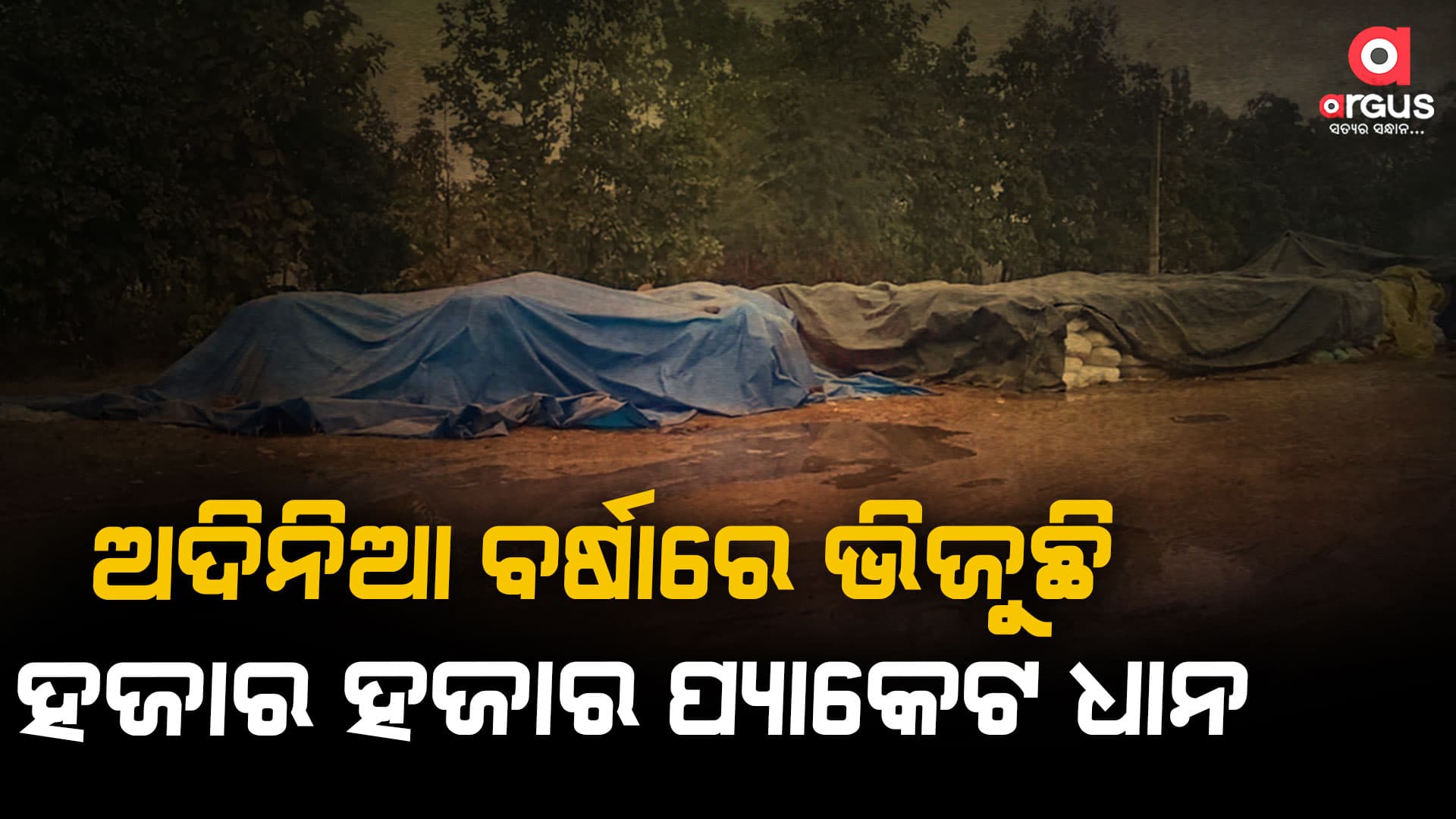 ବର୍ଷା ପାଇଁ ମଣ୍ଡି କାର୍ଯ୍ୟାଳୟକୁ ତାଲା ପକାଇଲେ ଉତ୍ତ୍ୟକ୍ତ ଚାଷୀ
