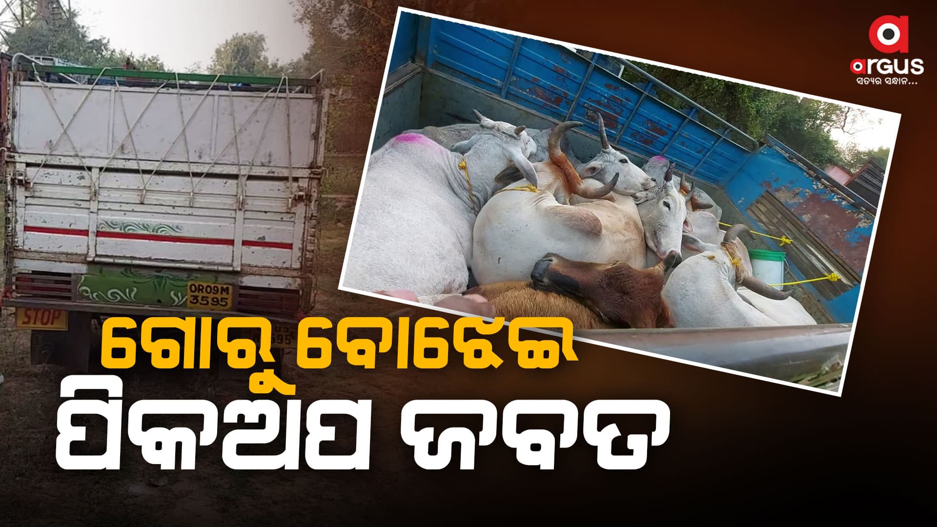 ଜାତୀୟ ରାଜପଥରୁ ୩ ଗୋରୁ ବୋଝେଇ ପିକଅପ ଜବତ