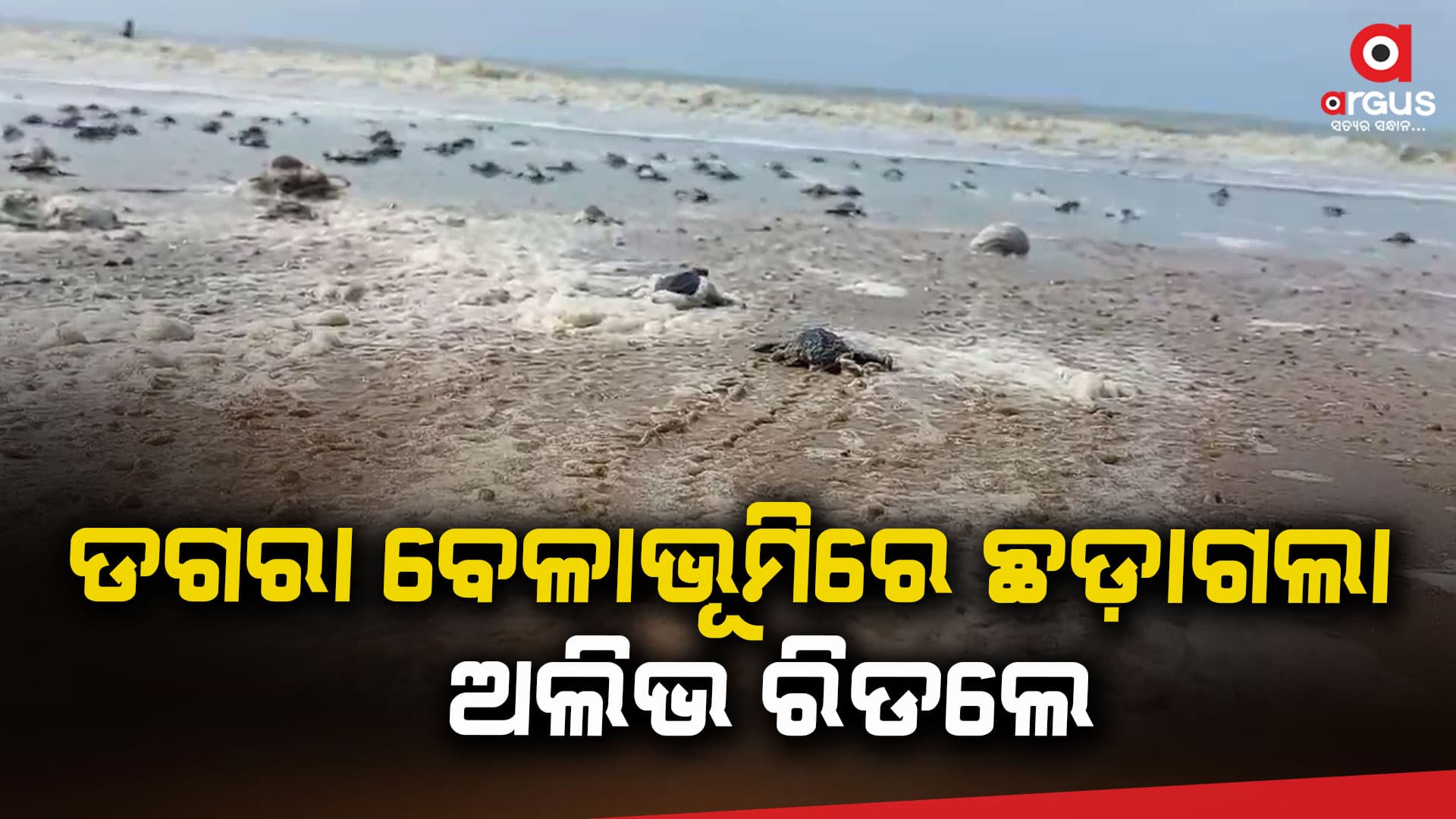 ସମୁଦ୍ରରେ ଛଡାଗଲା ୨୫୩ ଅଲିଭ ରିଡଲେ କଇଁଛ ଛୁଆ