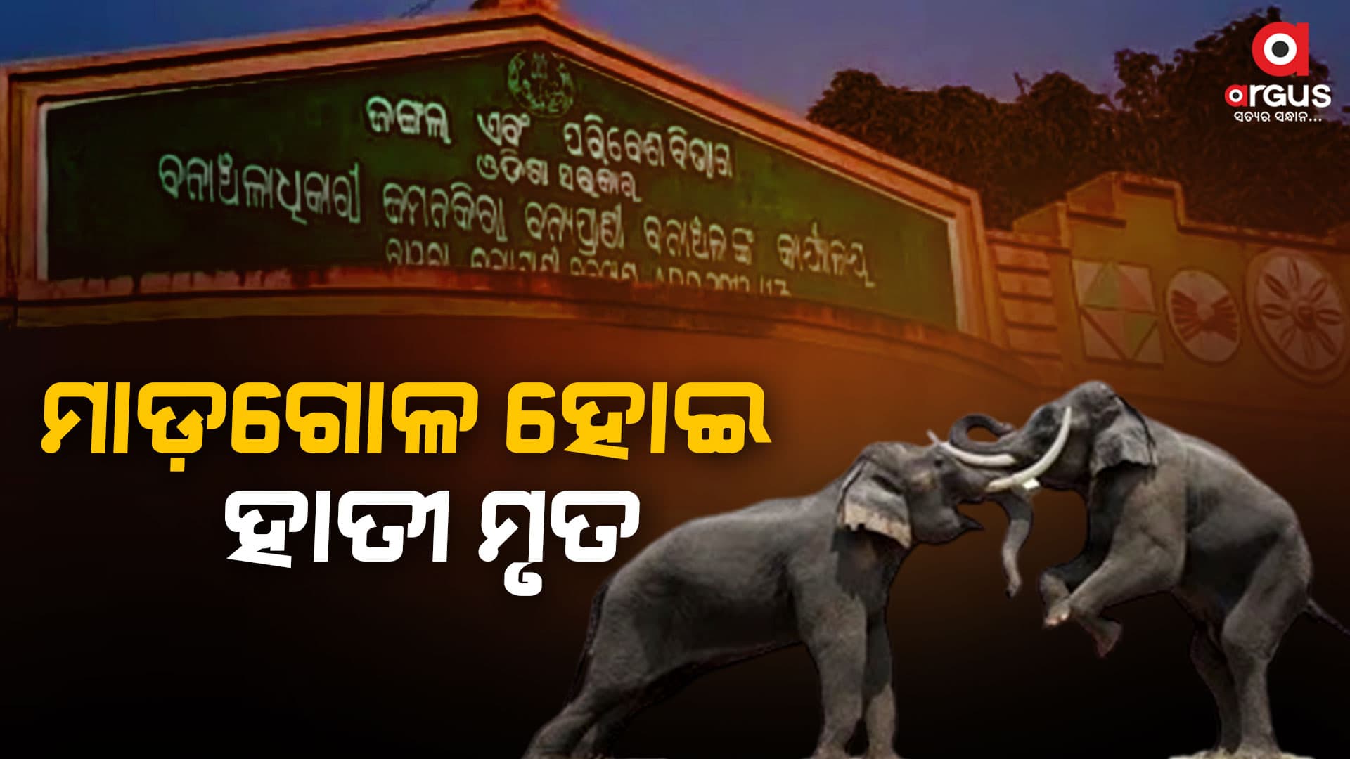 ଦନ୍ତାହାତୀର ଗଳିତ ମୃତଦେହ ଠାବ