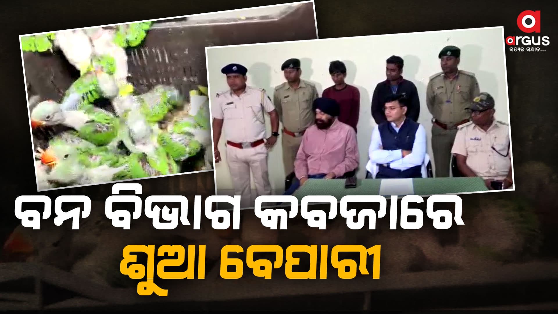 ବନ ବିଭାଗ କବଜାରେ ଶୁଆ ବେପାରୀ, ଦୁଇ ଜଣ ଗିରଫ
