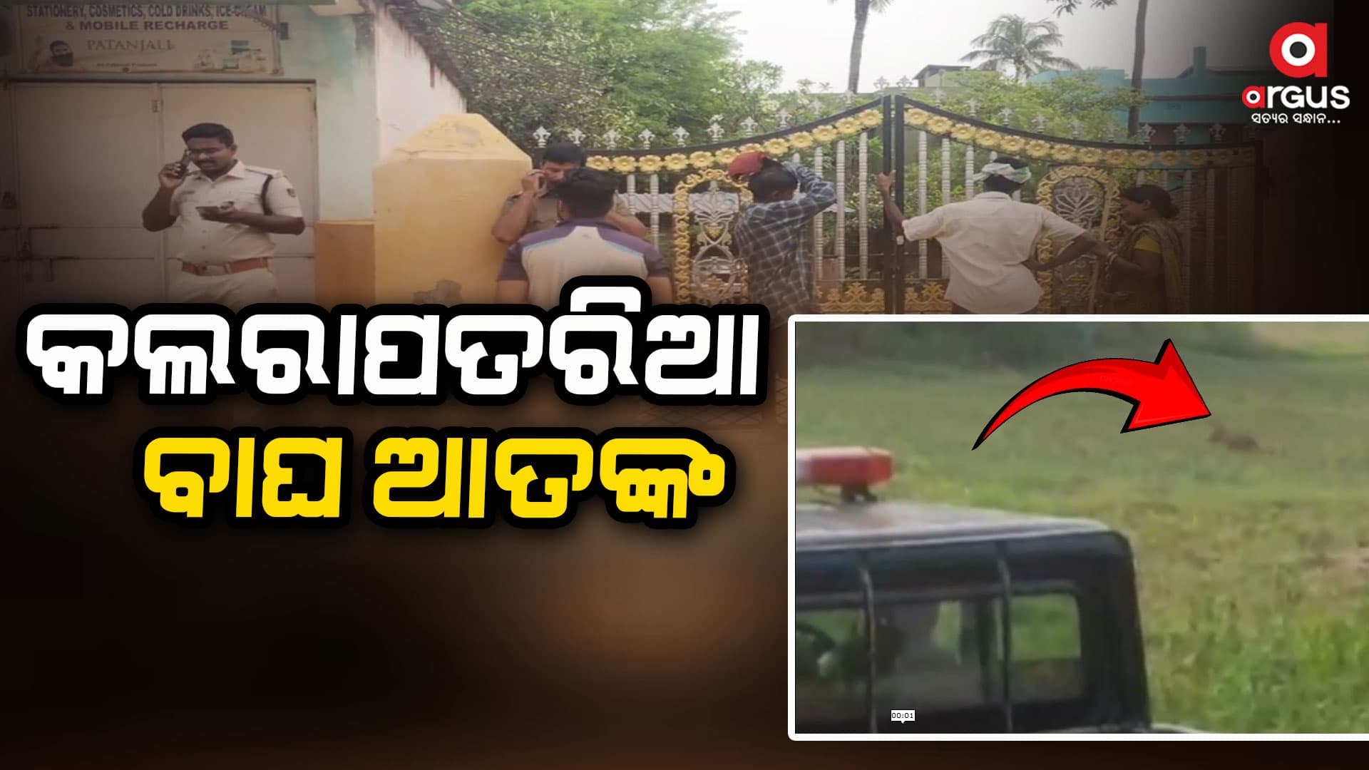 ବାରିପଦା ସହରରେ କଲରାପତରିଆ ବାଘ ଆତଙ୍କ