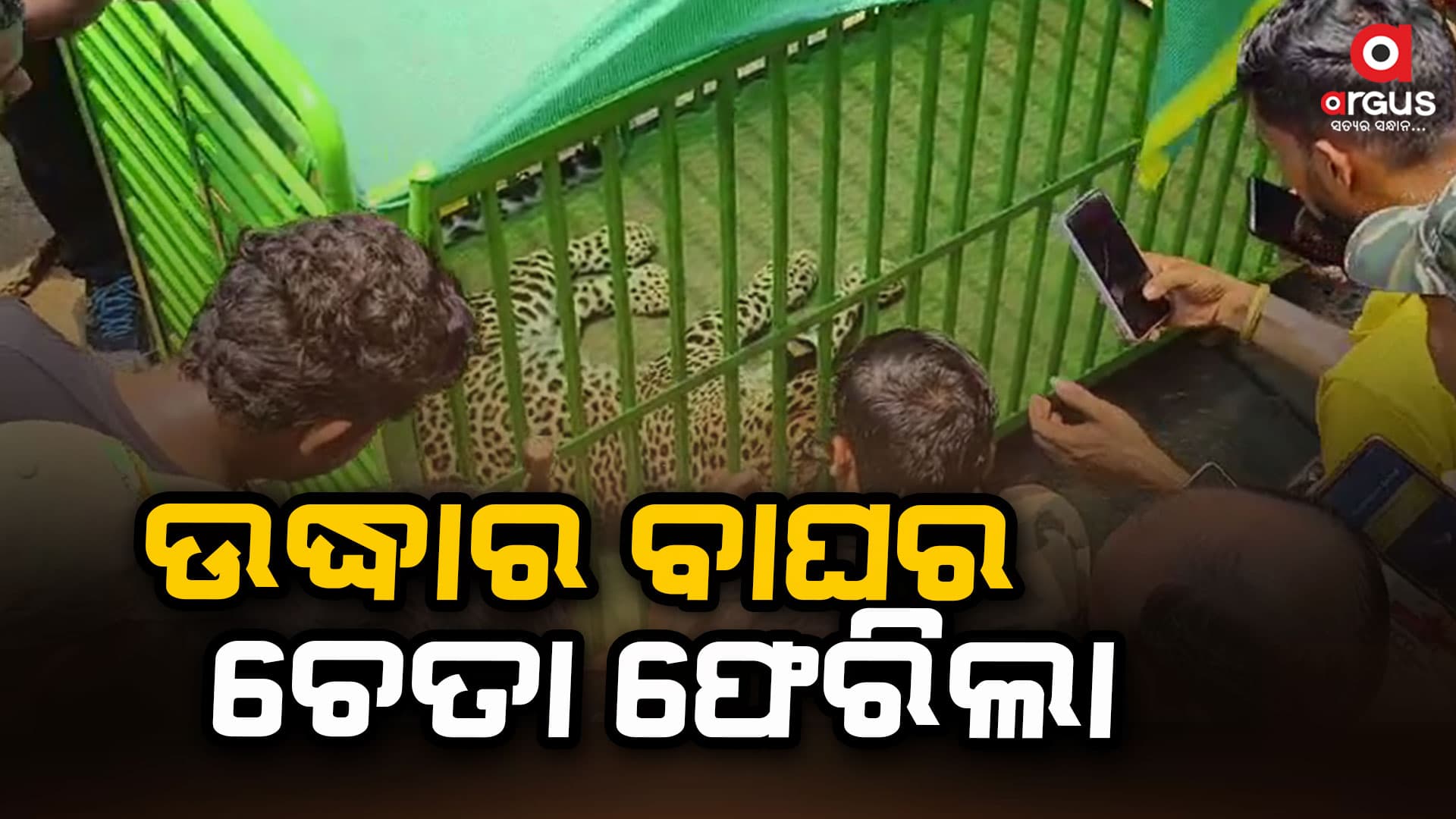 ଉଦ୍ଧାର କଲରାପତରିଆ ବାଘର ଚେତା ଫେରିଲା