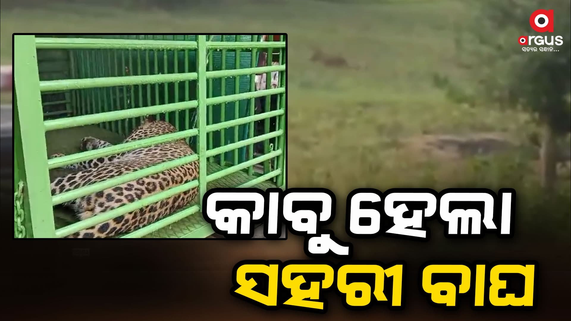 ଧରାପଡିଲା ସହରୀ ବାଘ