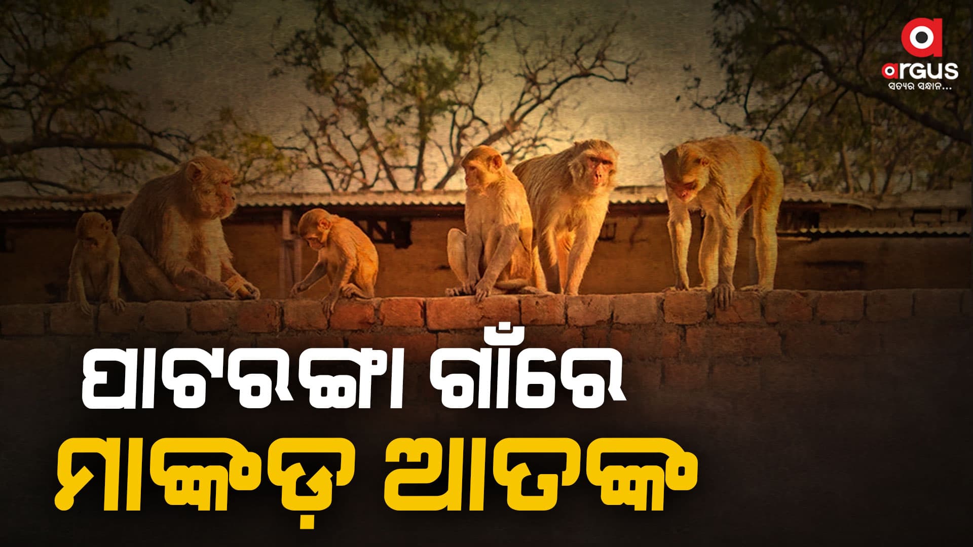 ପାଟରଙ୍ଗା ଗାଁରେ ମାଙ୍କଡ଼ ଆତଙ୍କ, ମାଙ୍କଡ଼ କାମୁଡ଼ାରେ ଜଣେ ବୃଦ୍ଧ ଗୁରୁତର