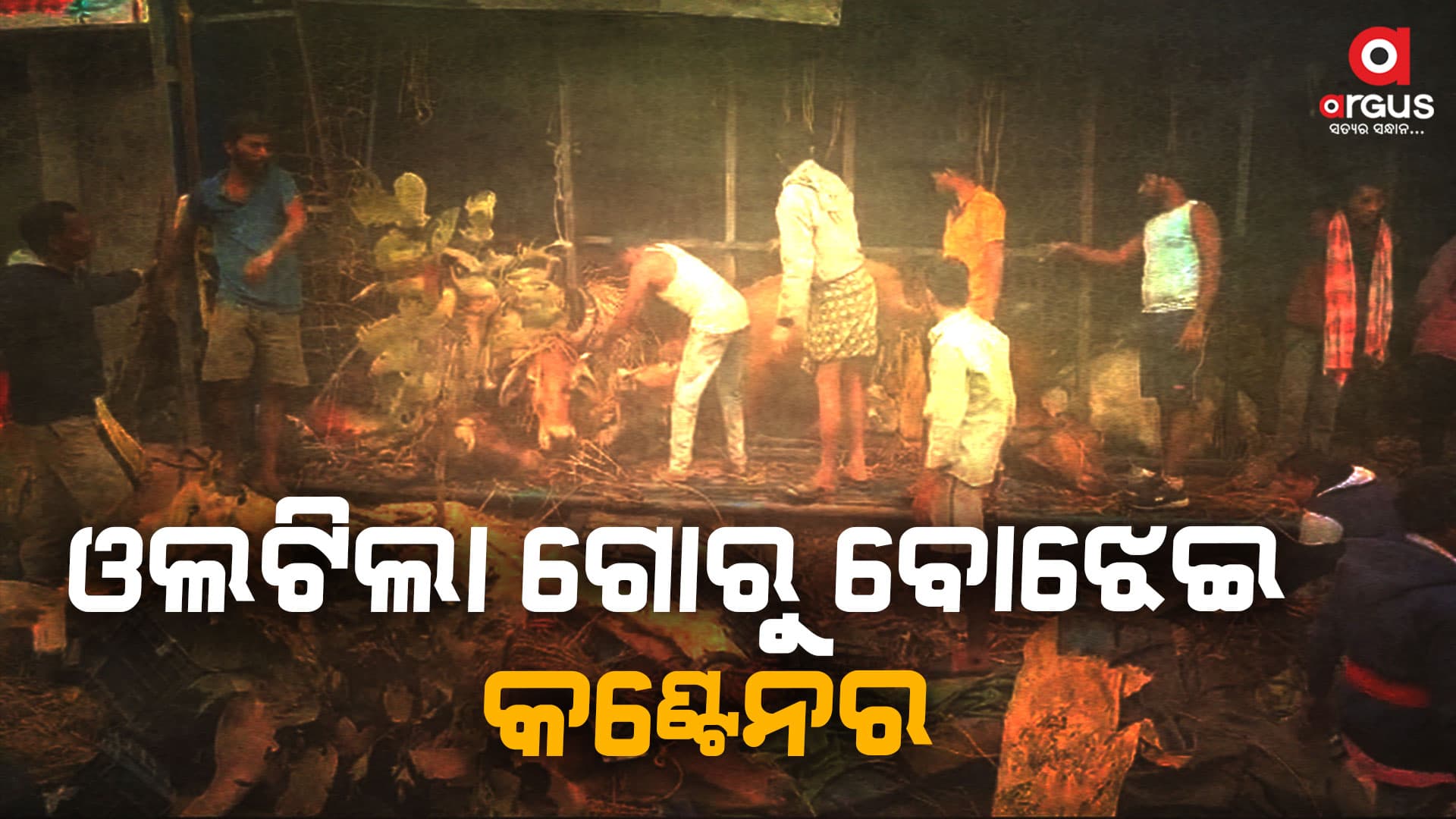 ଓଲଟିଲା ଗୋରୁ ବୋଝେଇ କଣ୍ଟେନର: ୪୦ ଗୋରୁ ମୃତ