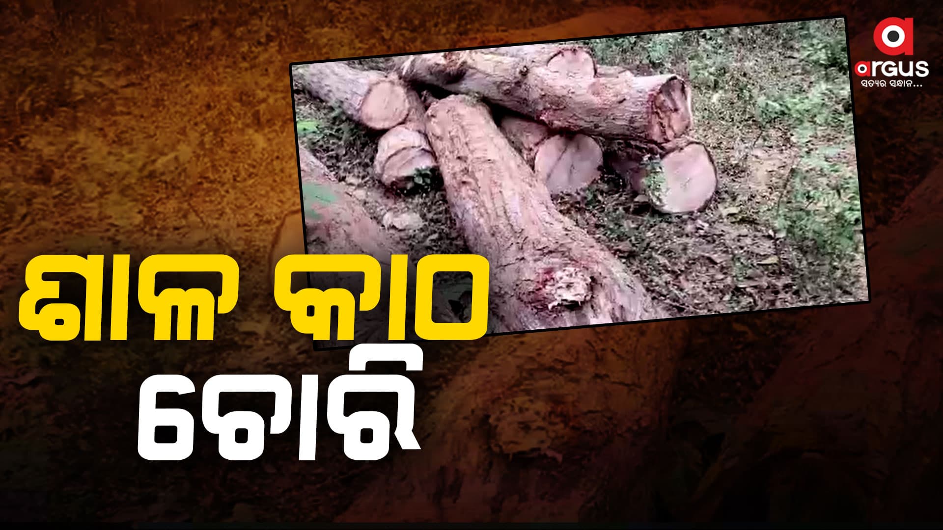 କନ୍ଧବେରଣୀ ଜଙ୍ଗଲରେ ଚଢ଼ାଉ, ୫୦ ଲଗ୍ ଶାଳ କାଠ ଜବତ