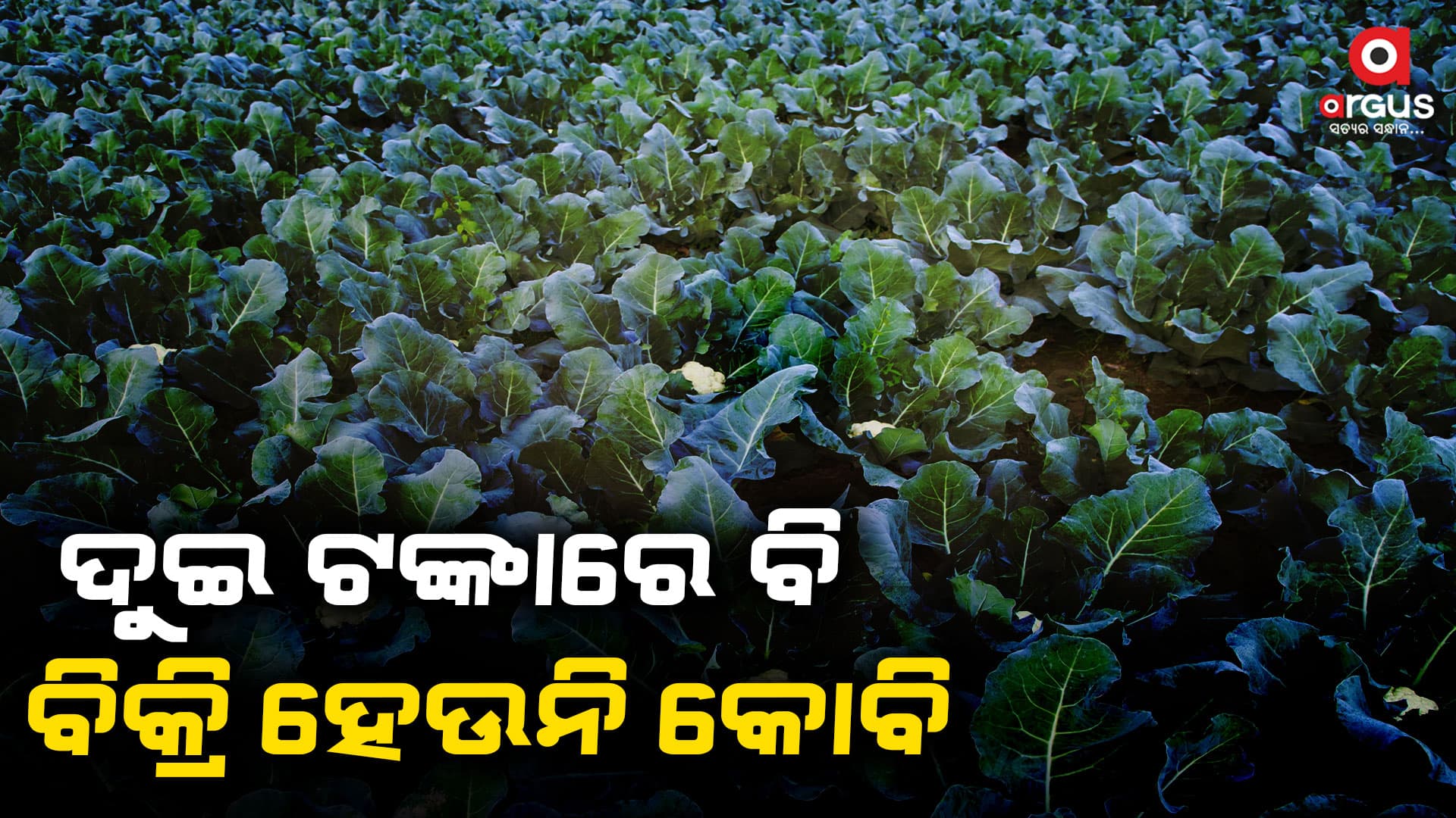 ଫୁଲକୋବି ଚାଷ କରି ଚିନ୍ତାରେ ଚାଷୀ