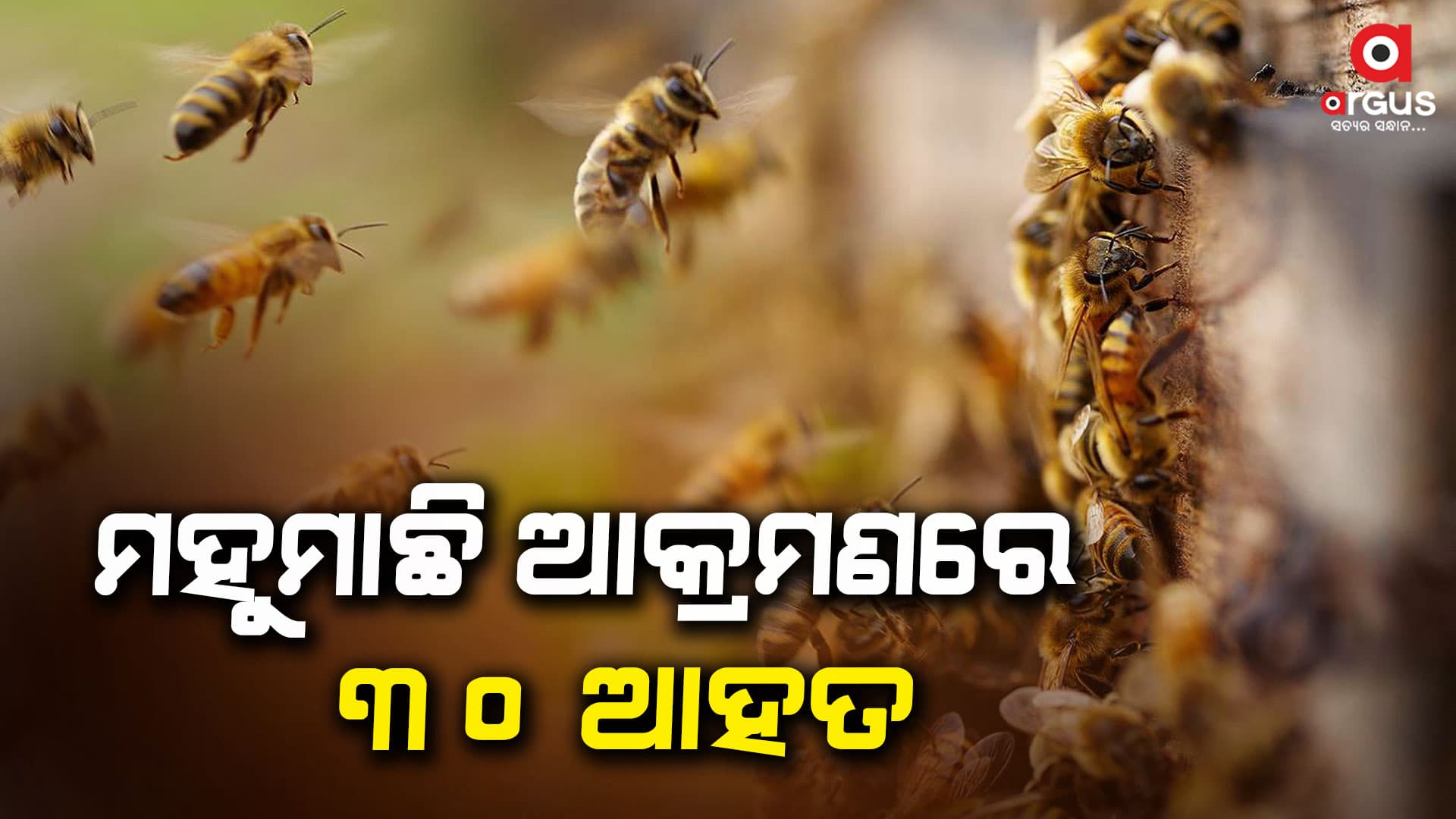 ମହୁମାଛି ଆକ୍ରମଣରେ ୩୦ରୁ ଉର୍ଦ୍ଧ୍ବ ଛାତ୍ରଛାତ୍ରୀ ଆହତ, ୨ରୁ ଅଧିକ ଗୁରୁତର