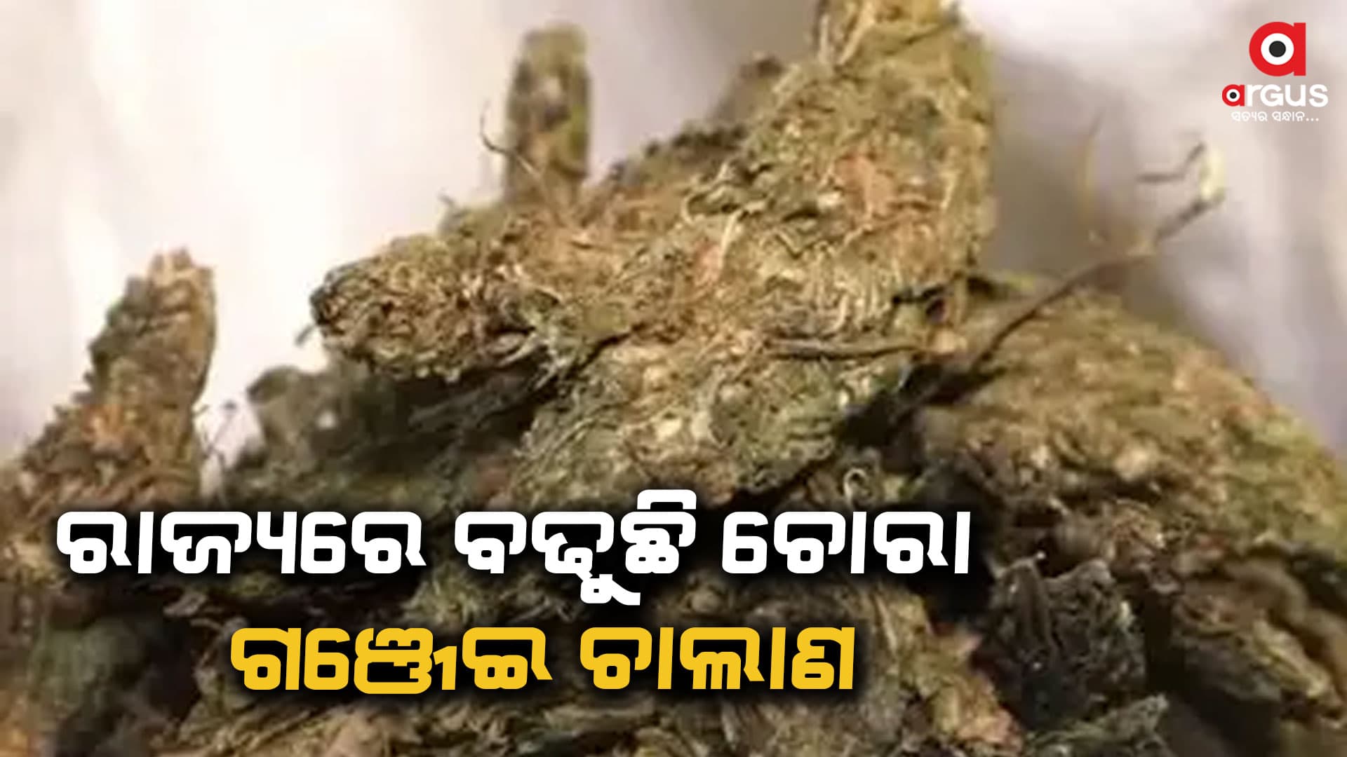 ଗଞ୍ଜେଇ ଜବତ ସହ ୨ଜଣଙ୍କୁ ଗିରଫ କଲା ପୋଲିସ୍