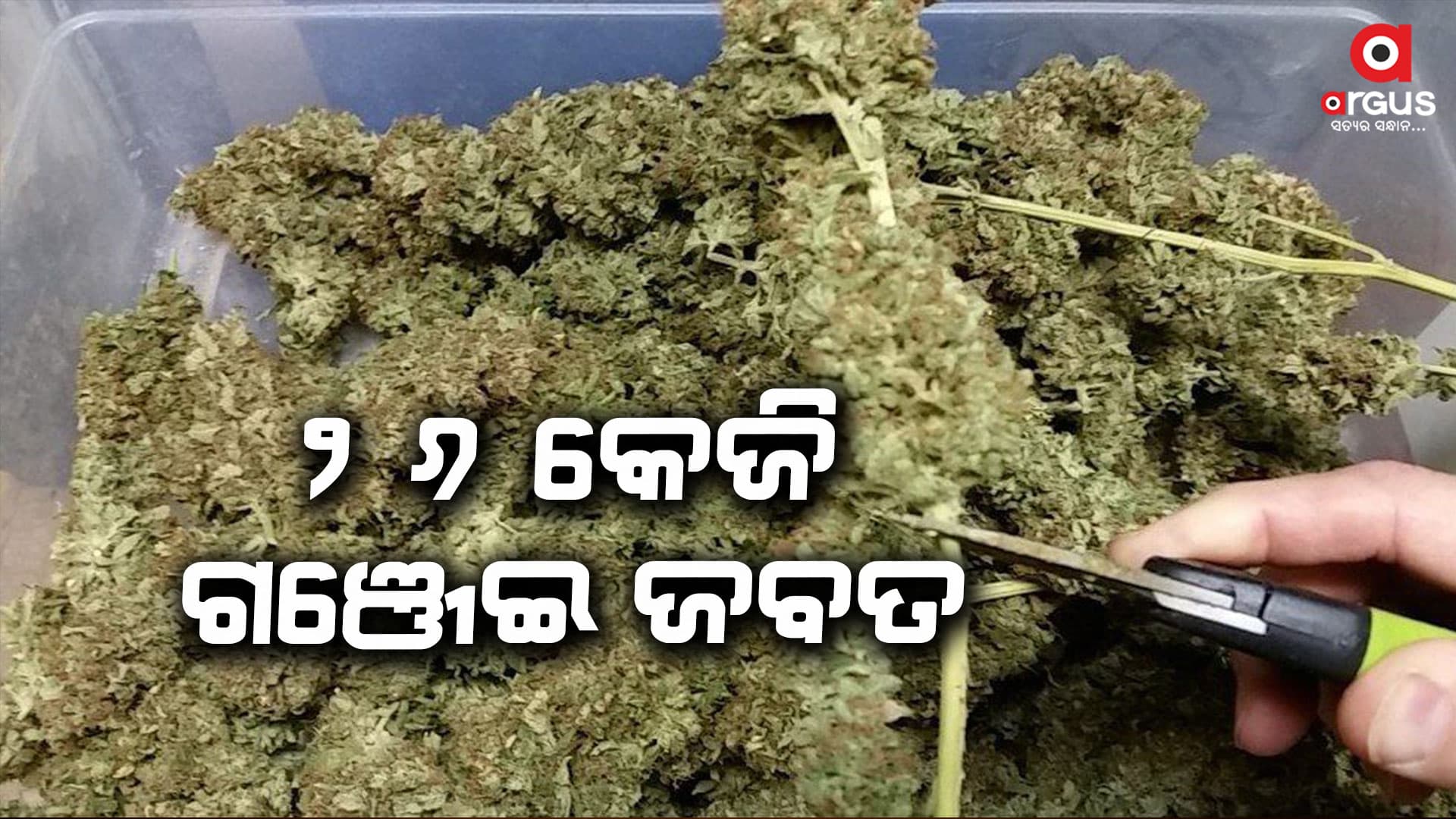26 କେଜି ଗଞ୍ଜେଇ ଜବତ, ୩ ଗିରଫ