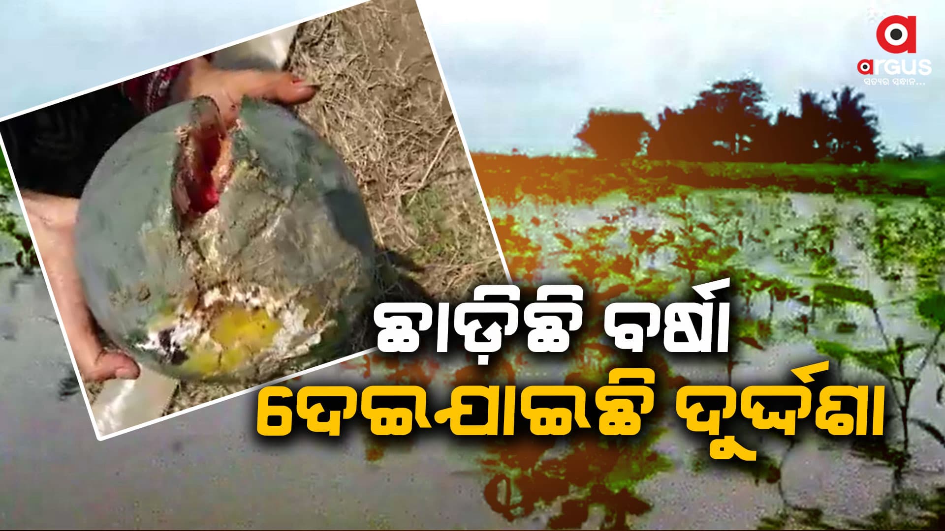 ଅଦିନିଆ ବର୍ଷା ଦେଇଗଲା ଦୁଃଖ, ଉଜୁଡ଼ି ଗଲା ଚାଷୀଙ୍କ ବର୍ଷକର ପରିଶ୍ରମ