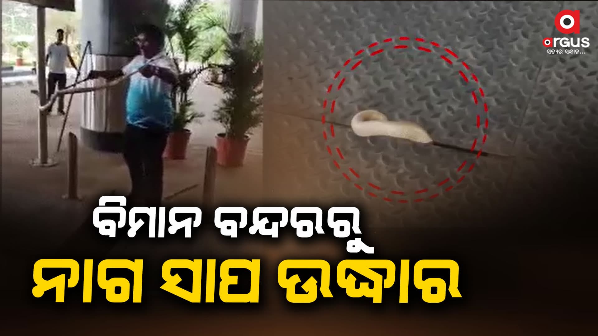 ବିମାନ ବନ୍ଦରର ଟର୍ମିନାଲ ୨ ମୁଖ୍ୟ ଦ୍ଵାର ନିକଟରୁ ନାଗ ସାପ ଉଦ୍ଧାର