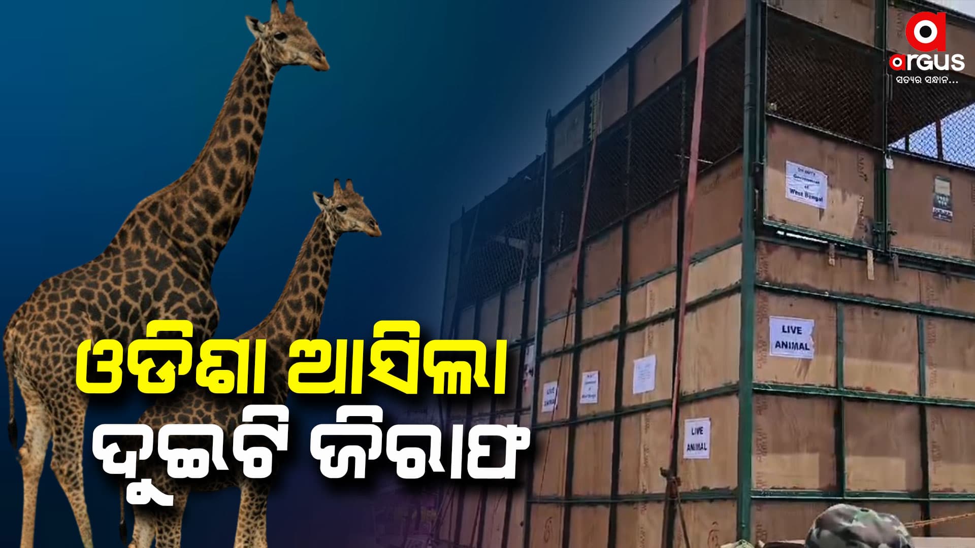 ଓଡିଶା ଆସିଲା ଦୁଇଟି ଜିରାଫ