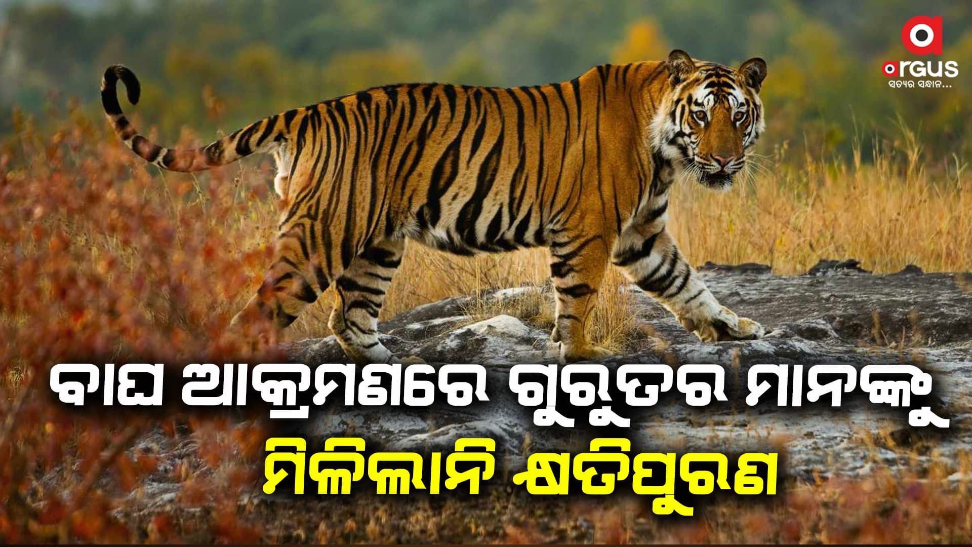 ବାଘ ଆକ୍ରମଣରେ ମିଳିଲାନି କ୍ଷତିପୁରଣ, ଥାନାରେ ଦ୍ଵାରସ୍ତ ହେଲେ ପରିବାର ଲୋକେ