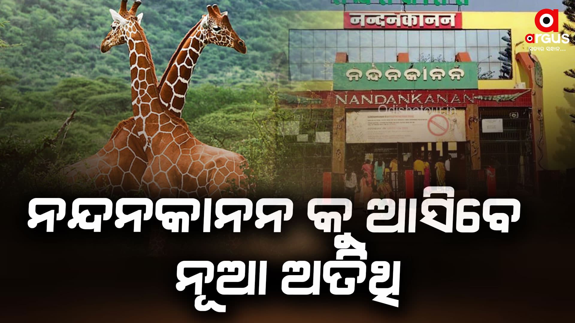 ନନ୍ଦନକାନନକୁ ଆସିବେ ଦୁଇଟି ଜିରାଫ